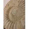 Agadir Ammonite fossil, 16 inch Prehistoric Online