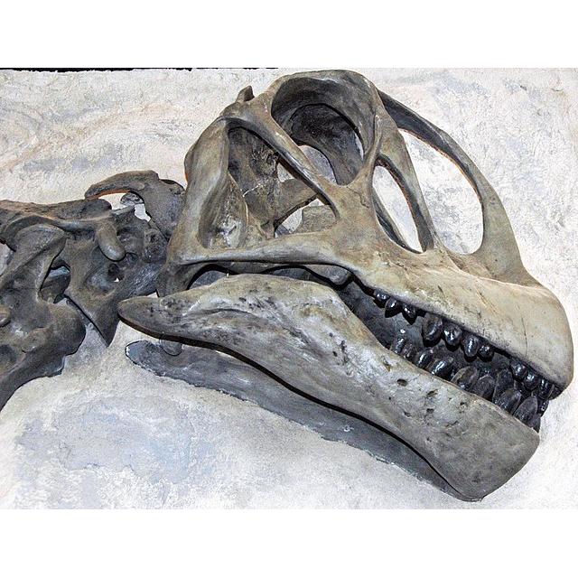 Camarasaurus Vertebrae, Wyoming Prehistoric Online