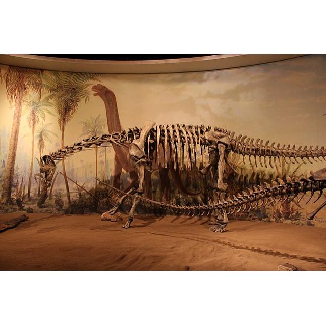 Camarasaurus Vertebrae, Wyoming Prehistoric Online