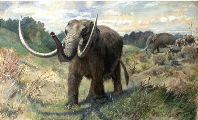 Mastodon Tooth, Florida