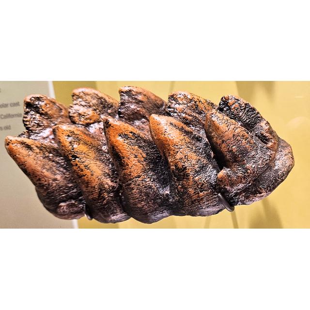 Mastodon Tusk section, Florida Prehistoric Online