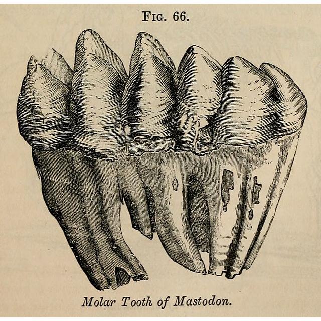 Mastodon bone, ice age fossil Prehistoric Online