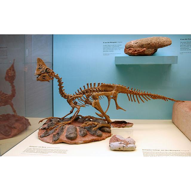 Oviraptor Eggshell, 100% natural Prehistoric Online