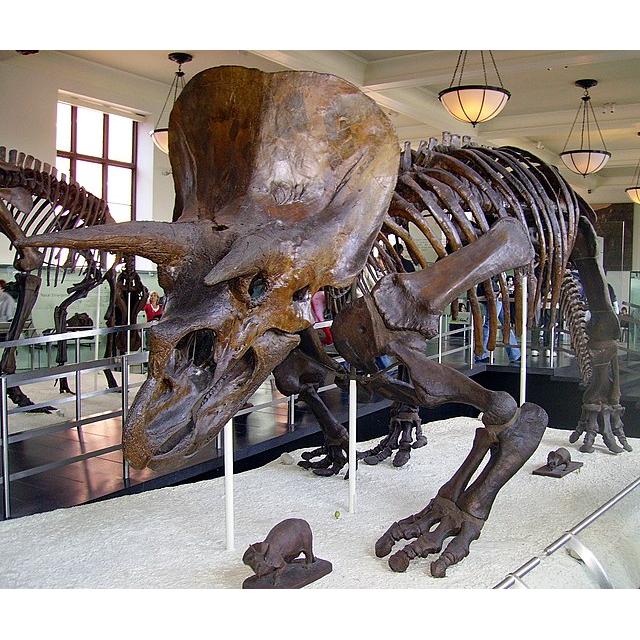 Triceratops, Humerus bone Prehistoric Online