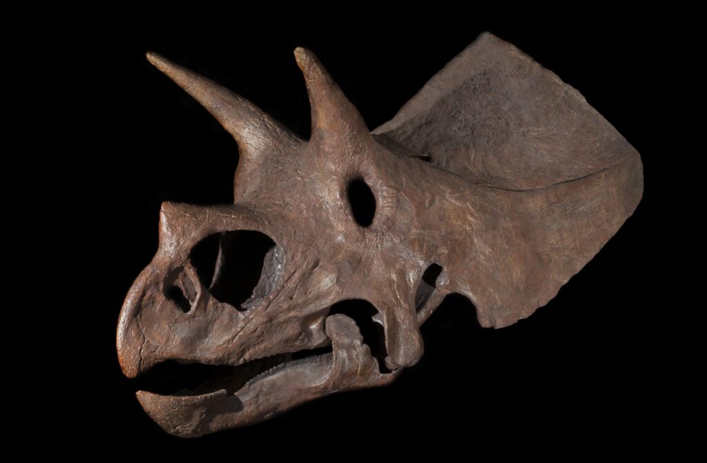 Triceratops, Humerus bone
