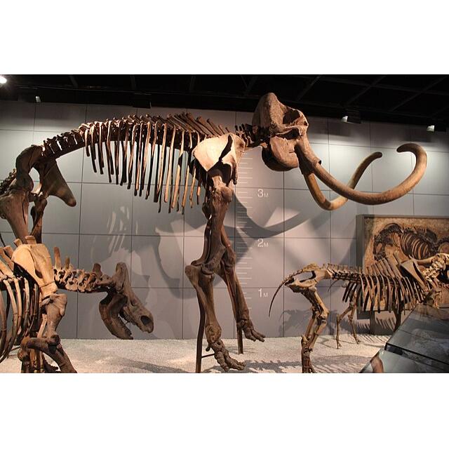 Mammoth Astragalus bone, Florida Prehistoric Online