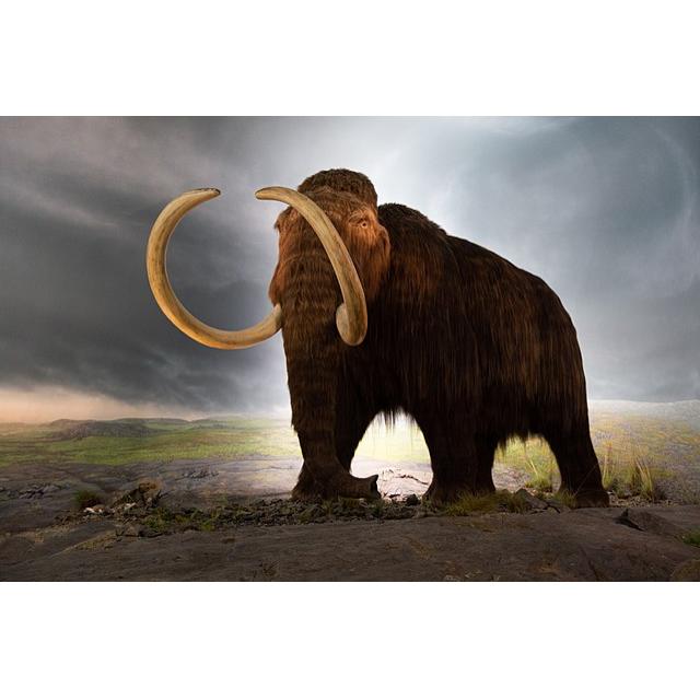 Mammoth Caudal Vertebra, Florida Prehistoric Online