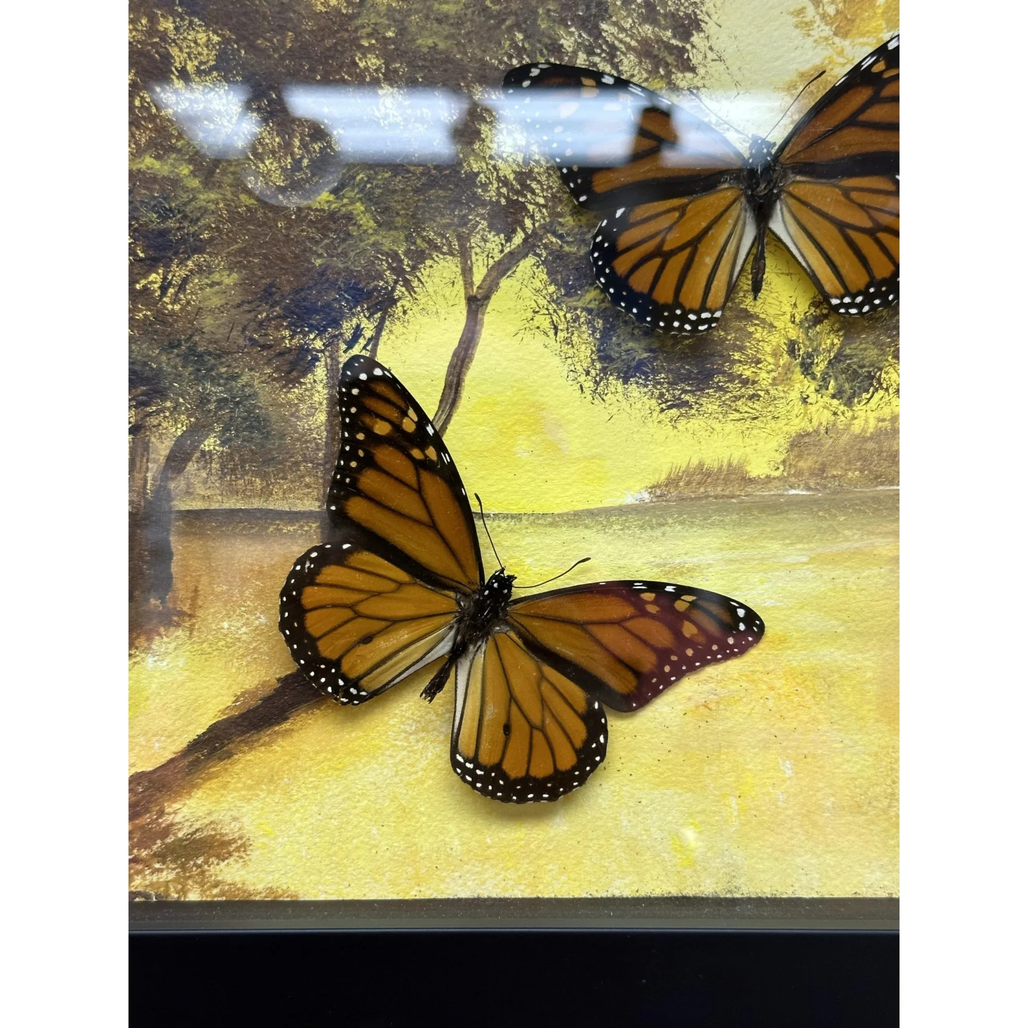 Diorama Framed Monarchs in flight Prehistoric Online