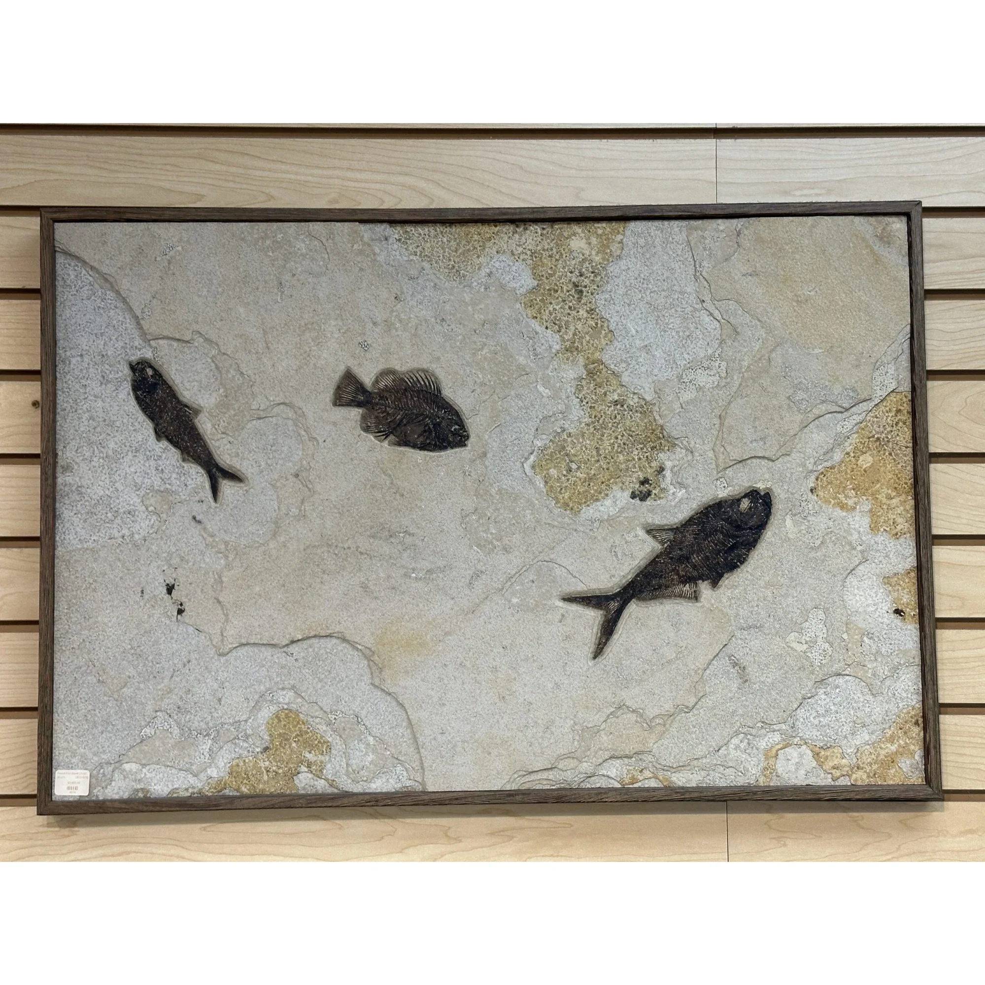 Fossil Fish Mural- Diplomystis,Knightia,Priscacara Prehistoric Online