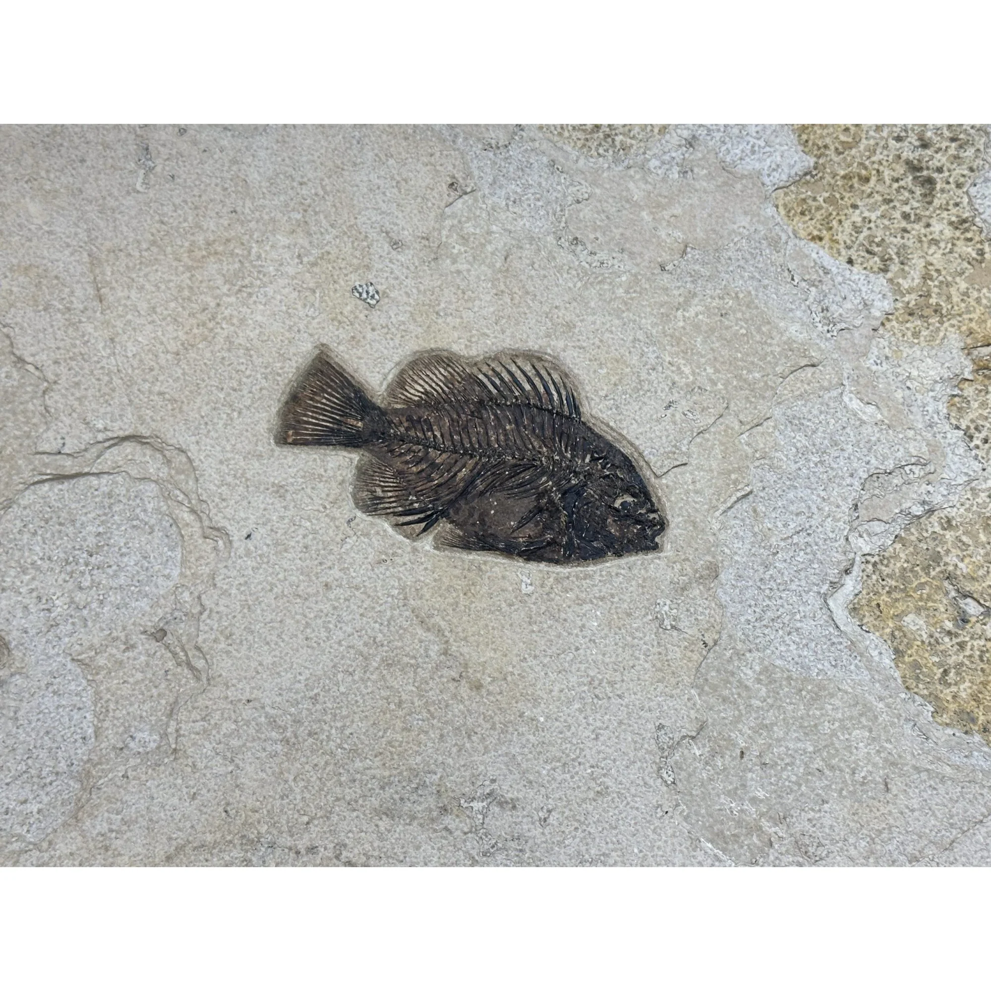 Fossil Fish Mural- Diplomystis,Knightia,Priscacara Prehistoric Online