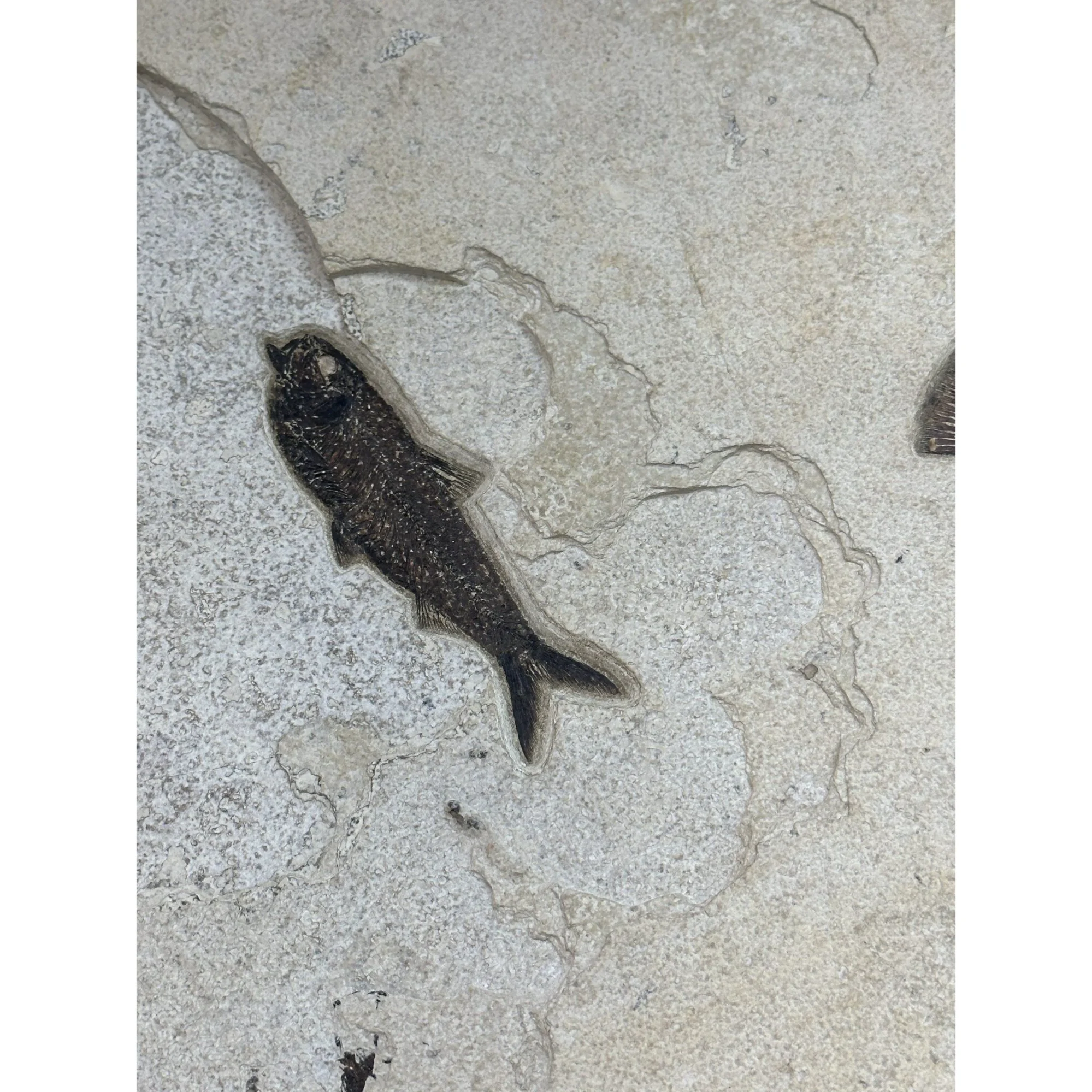 Fossil Fish Mural- Diplomystis,Knightia,Priscacara Prehistoric Online