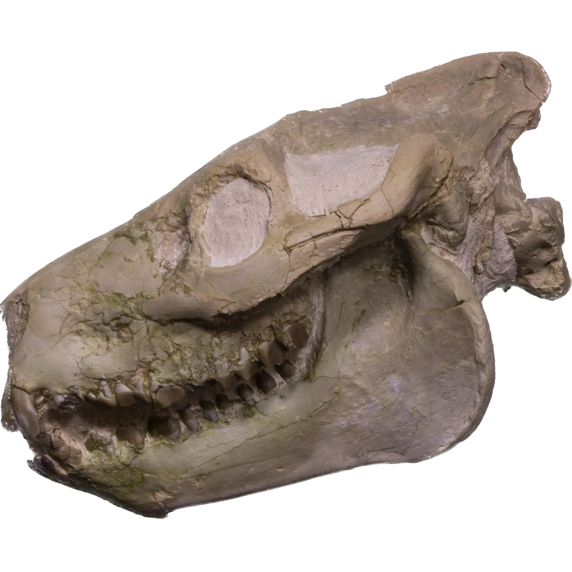 Oreodont Skull, South Dakota Prehistoric Online