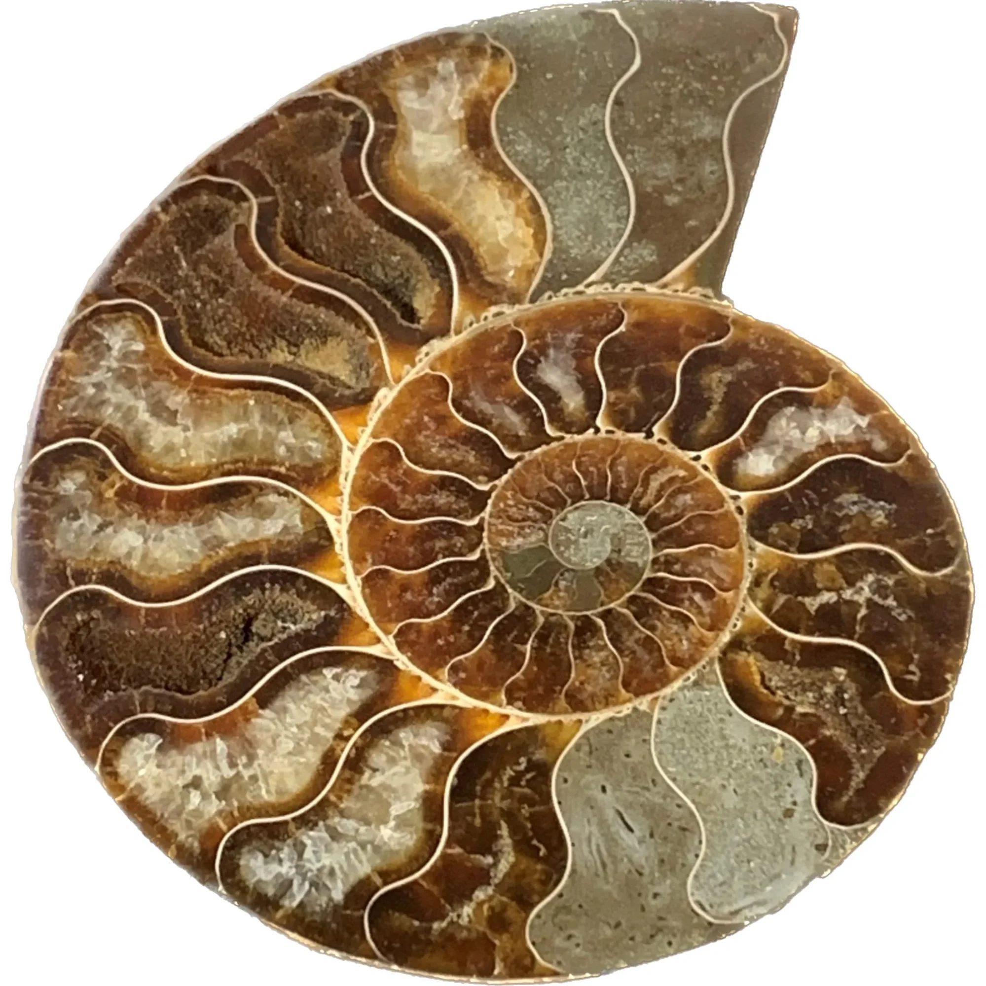 Ammonite, Madagascar, 5.25×5.25″ Prehistoric Online