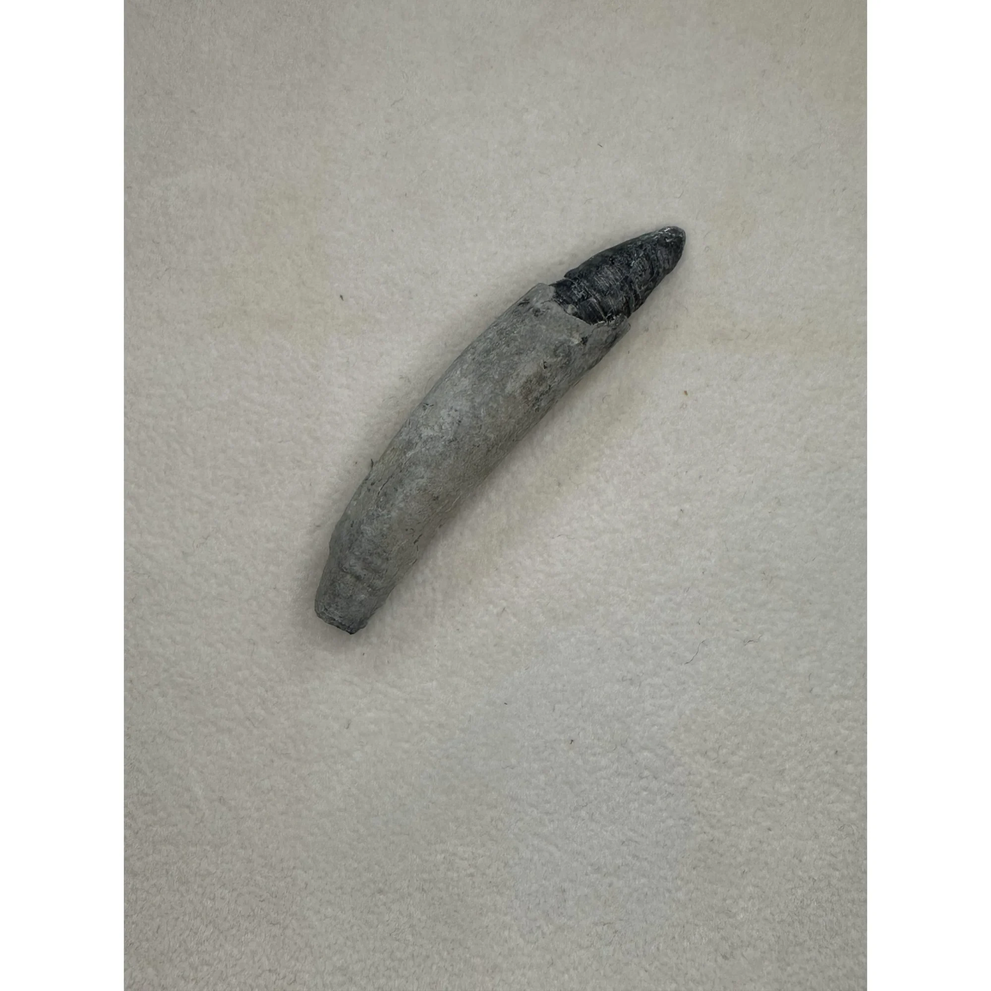 Fossil Sperm Whale tooth – Florida Prehistoric Online