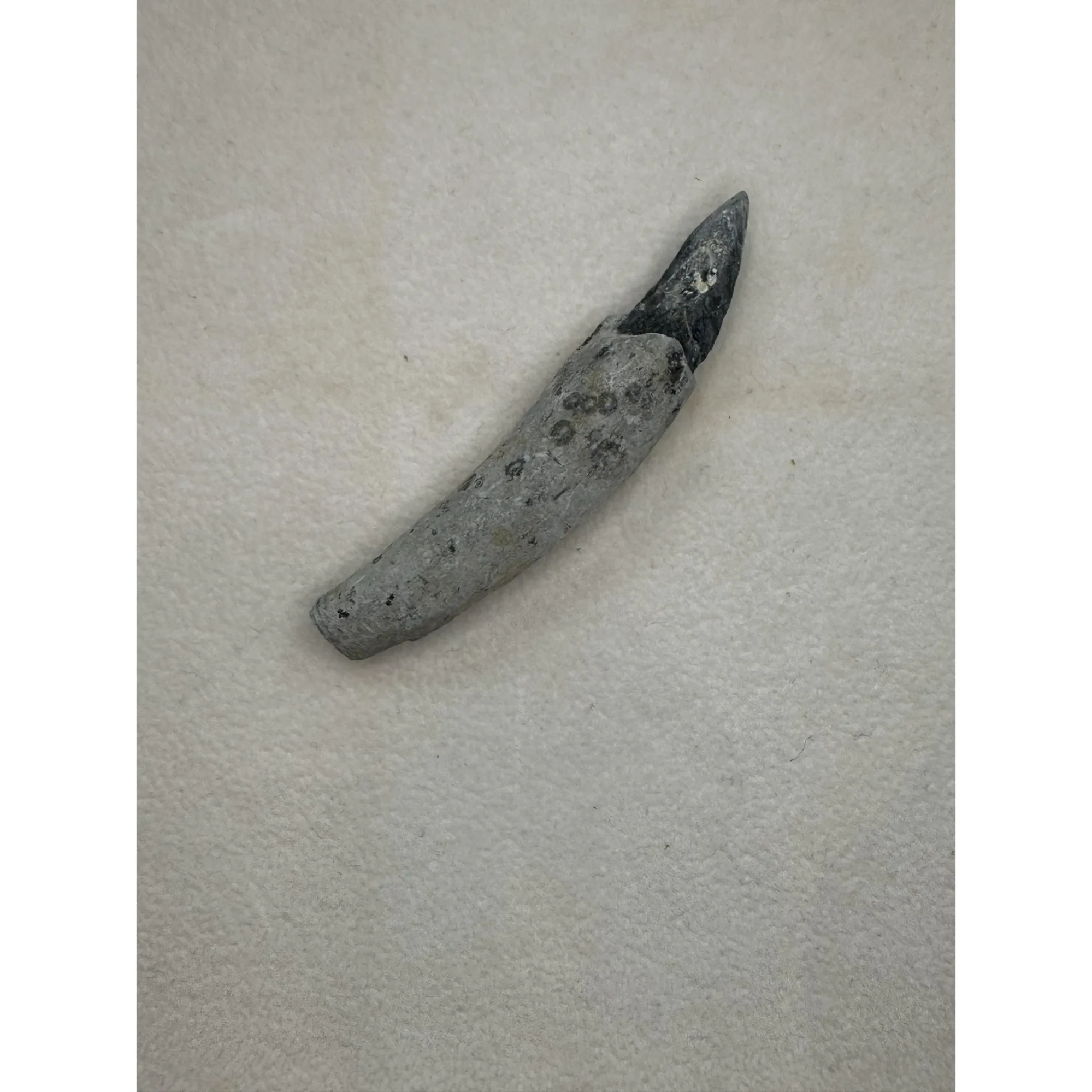 Fossil Sperm Whale tooth – Florida Prehistoric Online