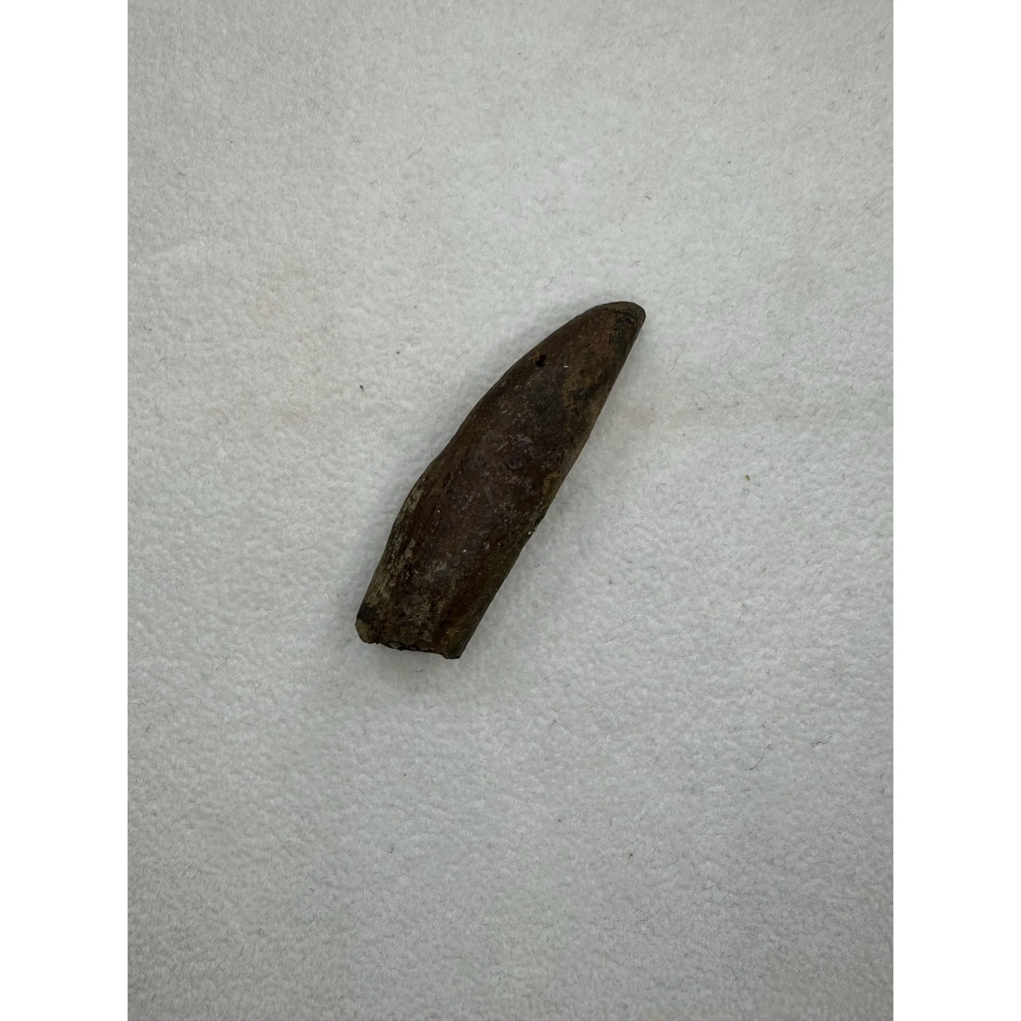 Fossil Sperm Whale tooth – Florida Prehistoric Online