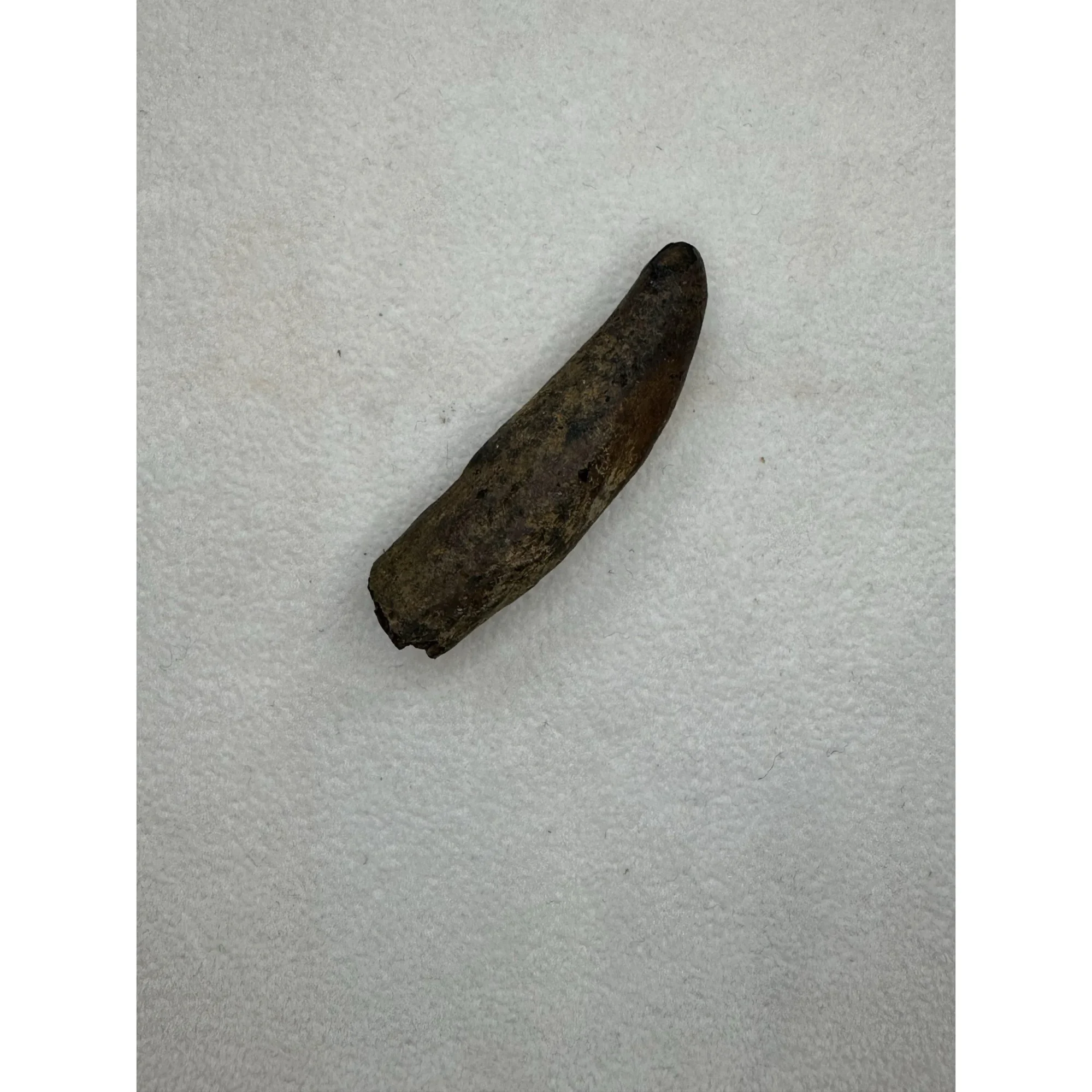 Fossil Sperm Whale tooth – Florida Prehistoric Online