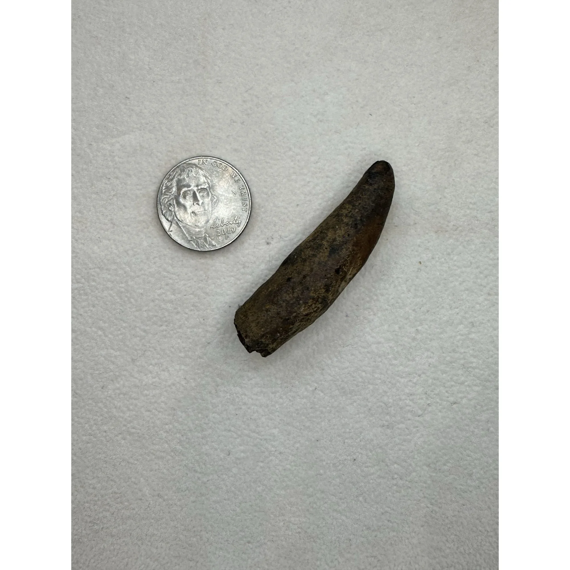 Fossil Sperm Whale tooth – Florida Prehistoric Online