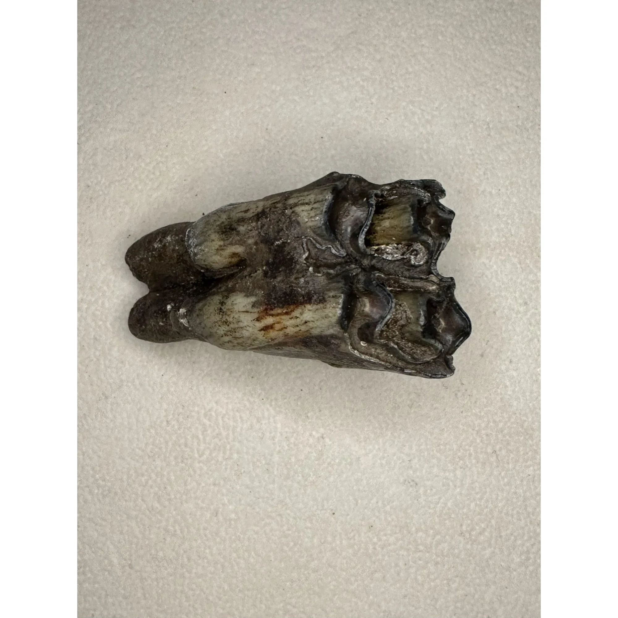 Fossil Bison Tooth – Ice Age Prehistoric Online