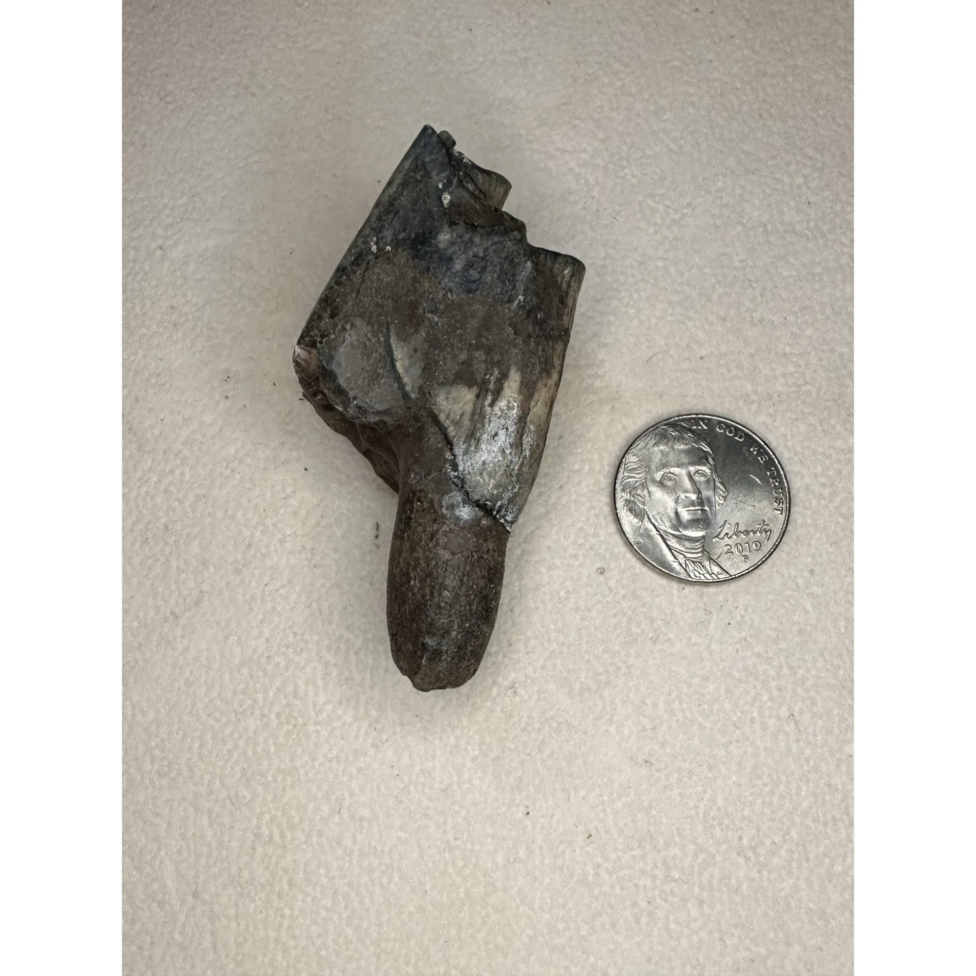 Fossil Bison Tooth – Ice Age Prehistoric Online