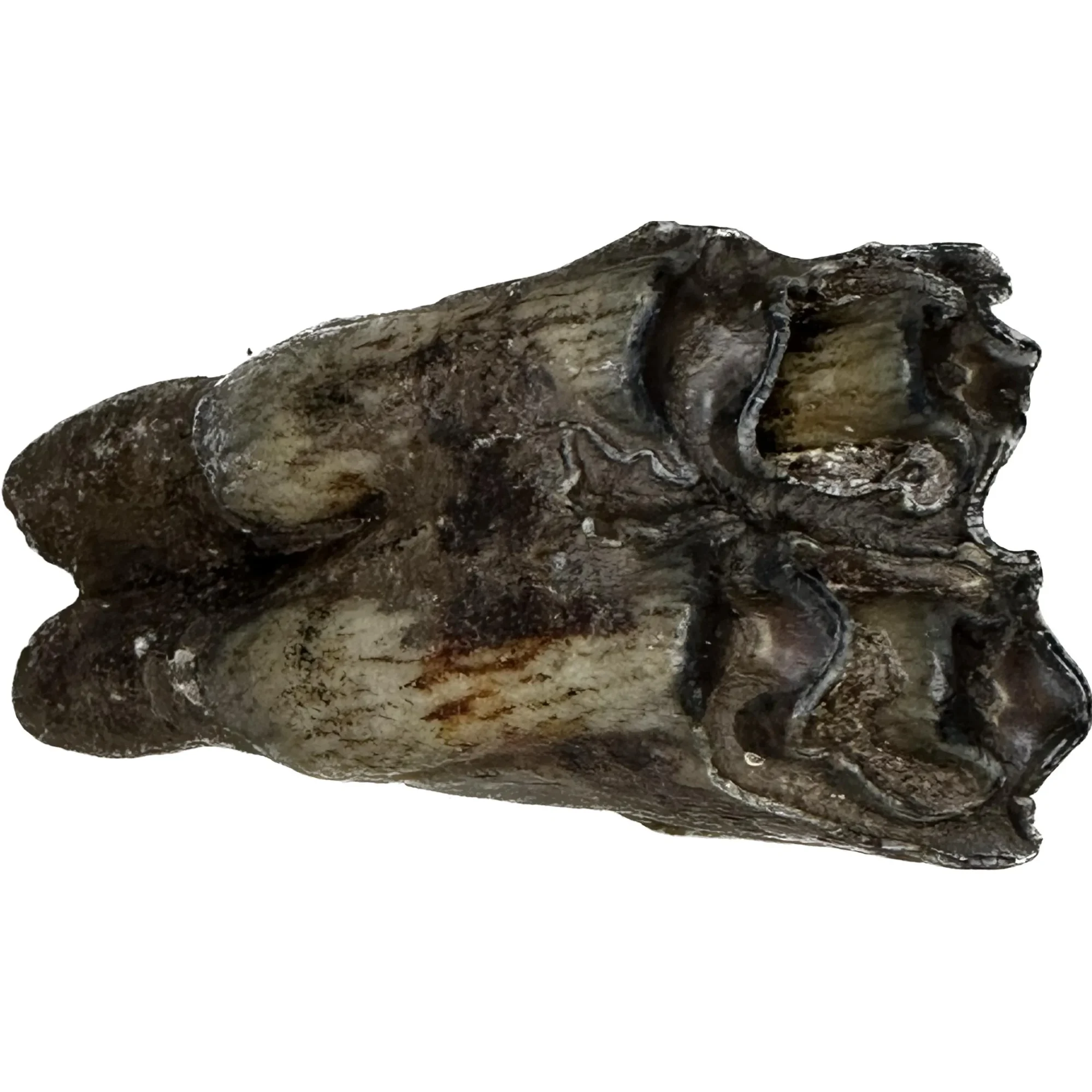 Fossil Bison Tooth – Ice Age Prehistoric Online