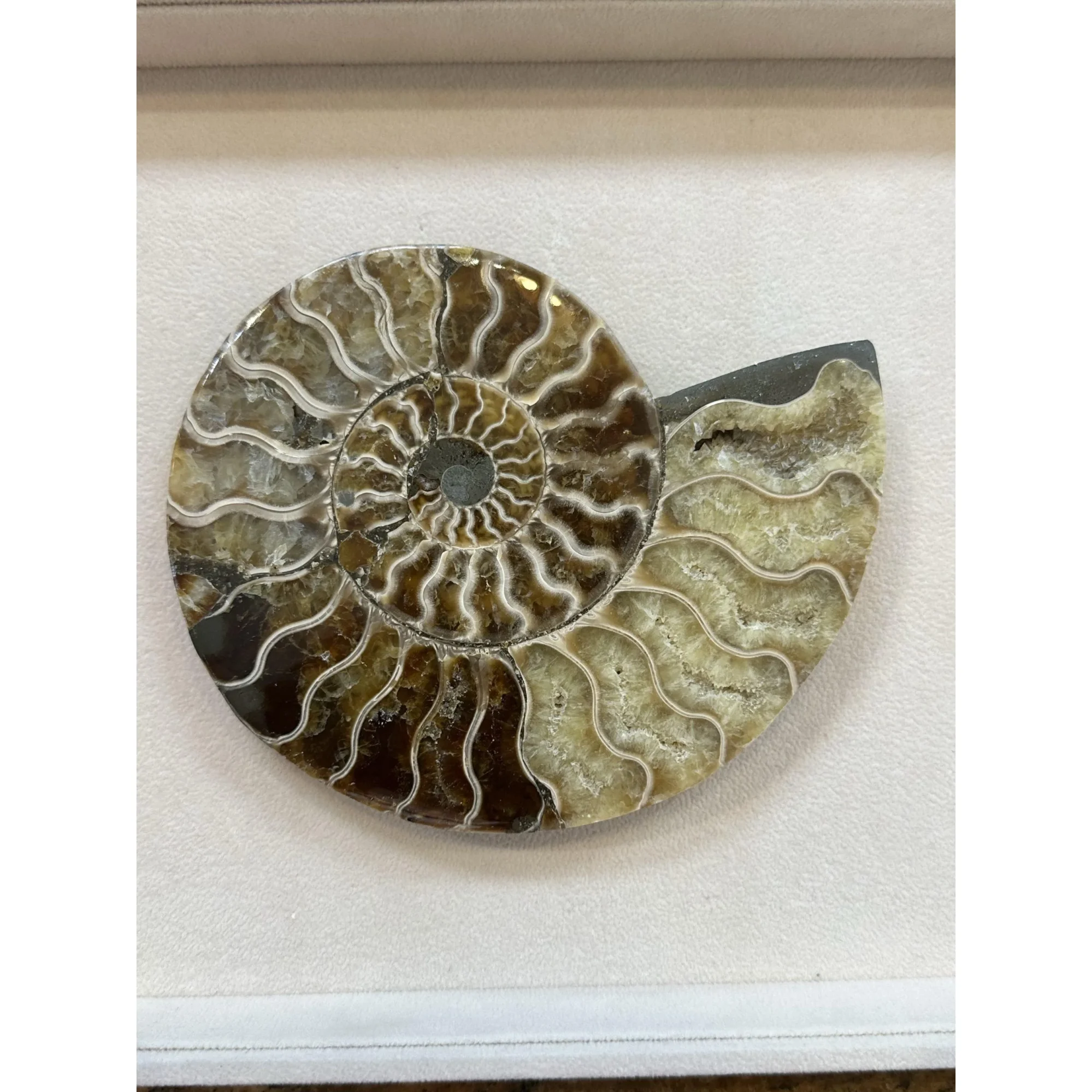 Cleoniceras Cleon Ammonite – 5 1/2″ x 5″ Prehistoric Online