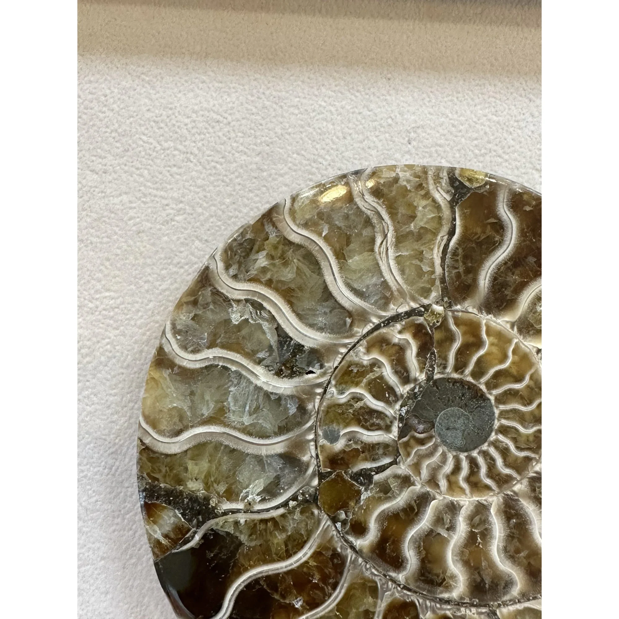 Cleoniceras Cleon Ammonite – 5 1/2″ x 5″ Prehistoric Online