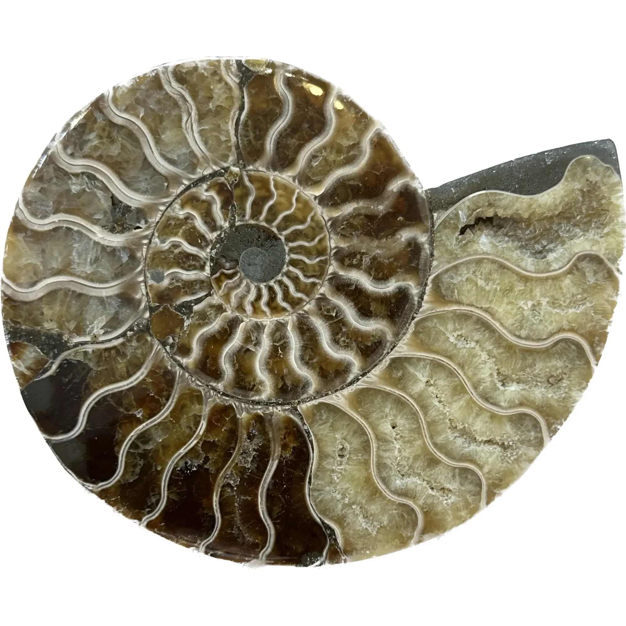 Cleoniceras Cleon Ammonite – 5 1/2″ x 5″ Prehistoric Online