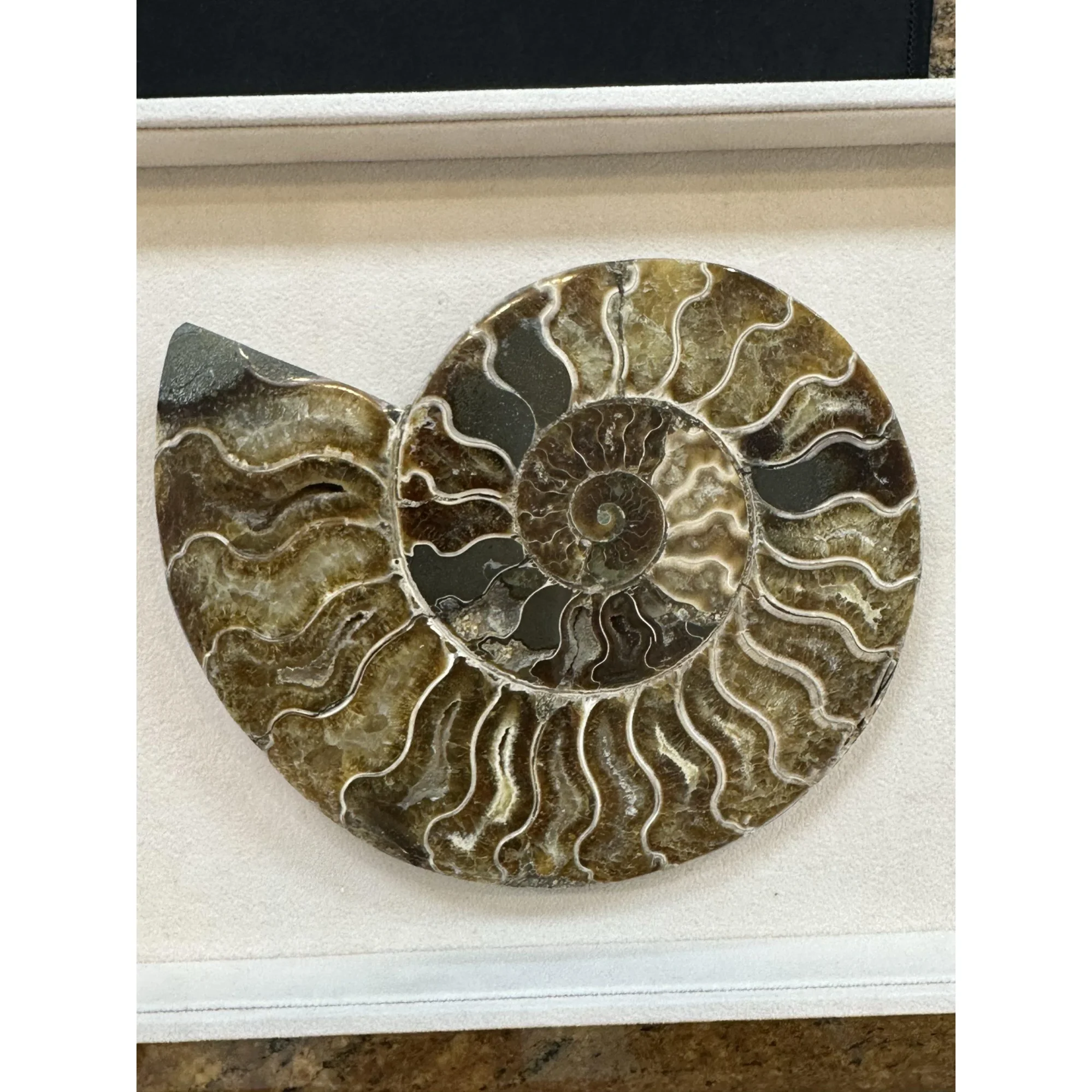 Cleoniceras Cleon Ammonite – 7″ x 6″ Prehistoric Online