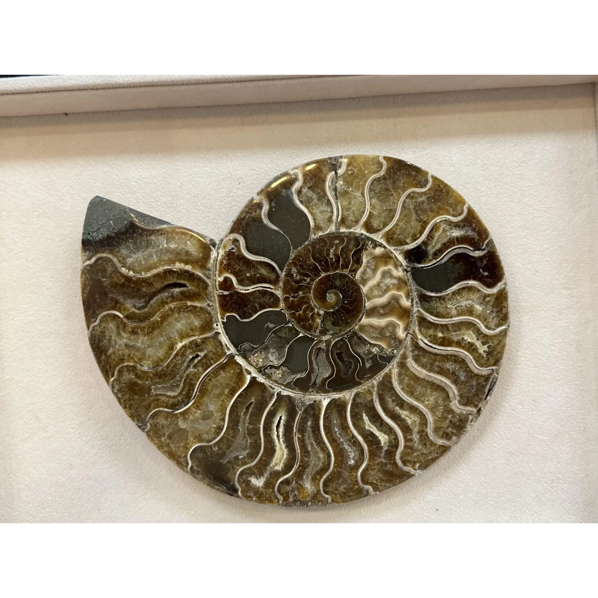 Cleoniceras Cleon Ammonite – 7″ x 6″ Prehistoric Online