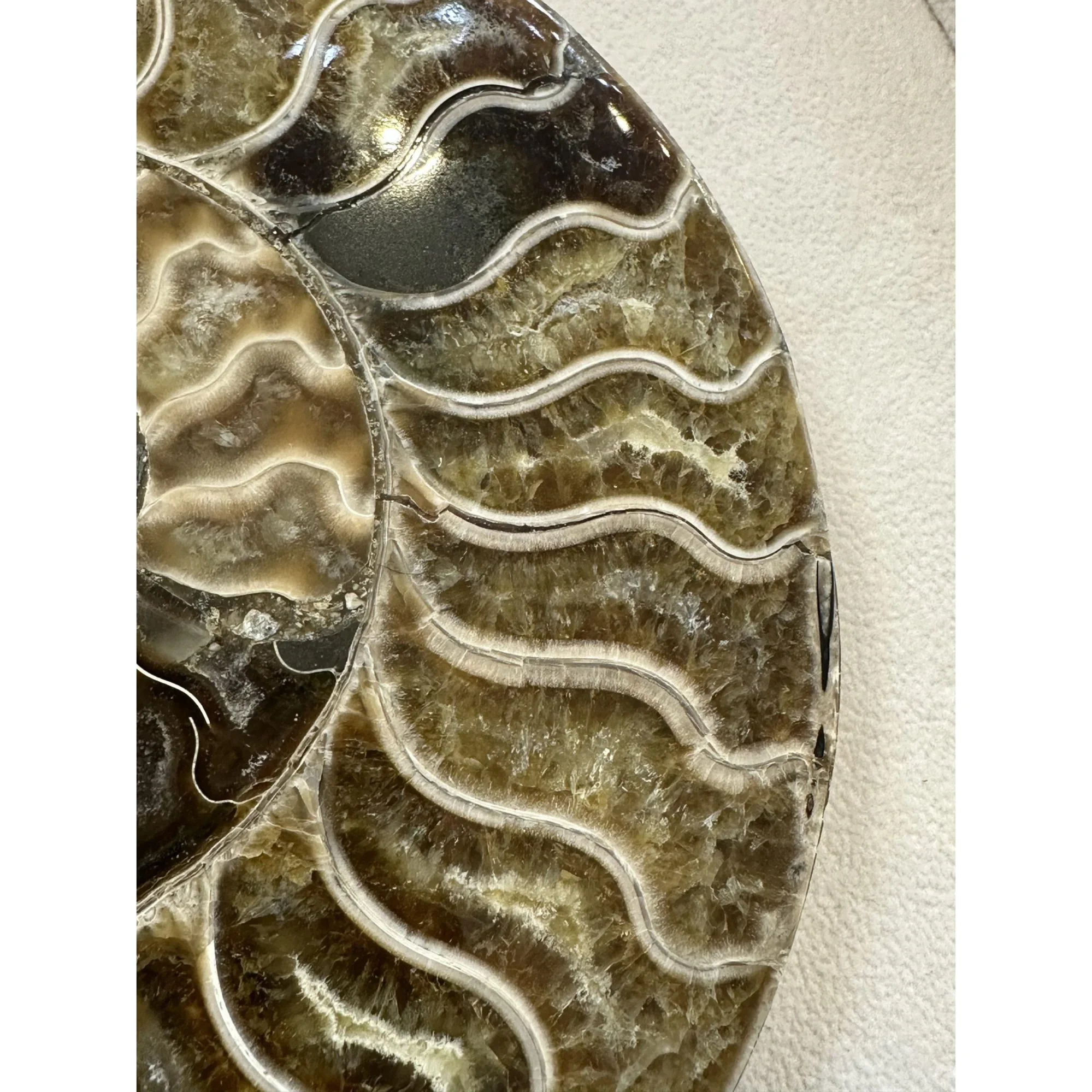 Cleoniceras Cleon Ammonite – 7″ x 6″ Prehistoric Online