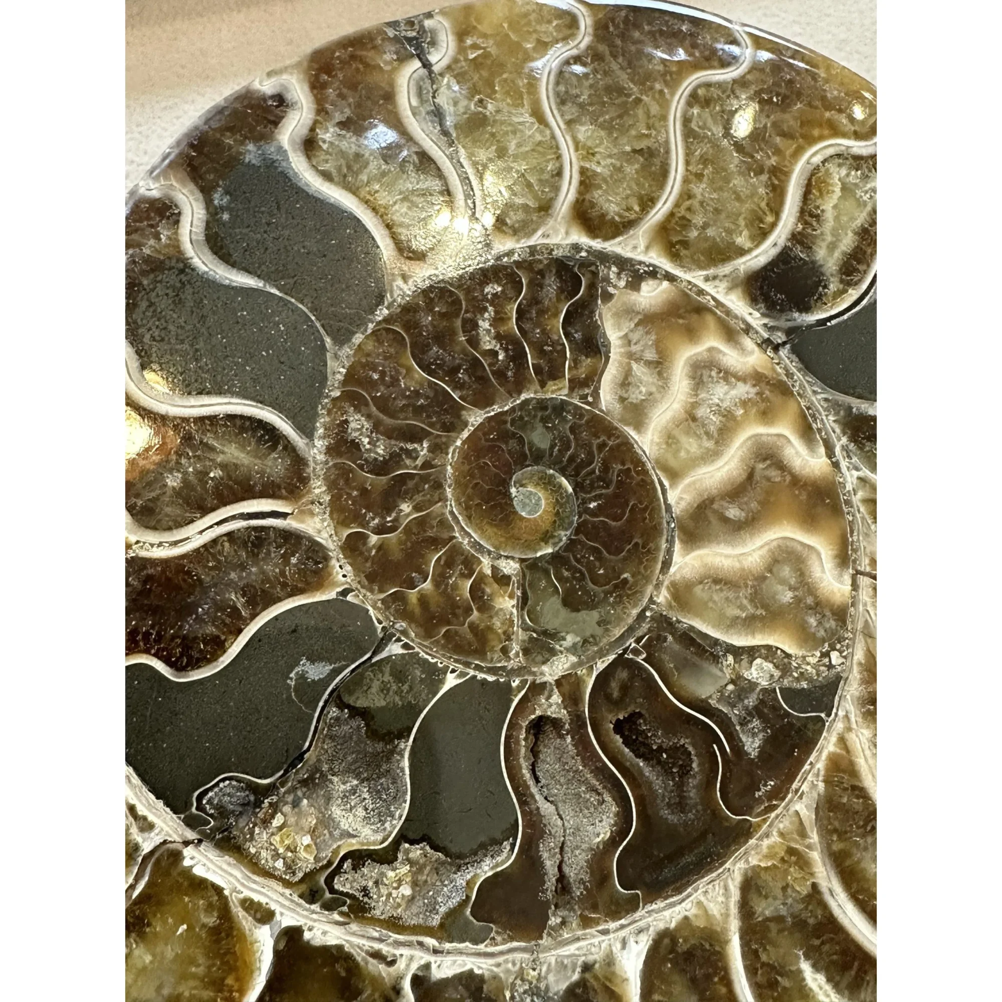 Cleoniceras Cleon Ammonite – 7″ x 6″ Prehistoric Online