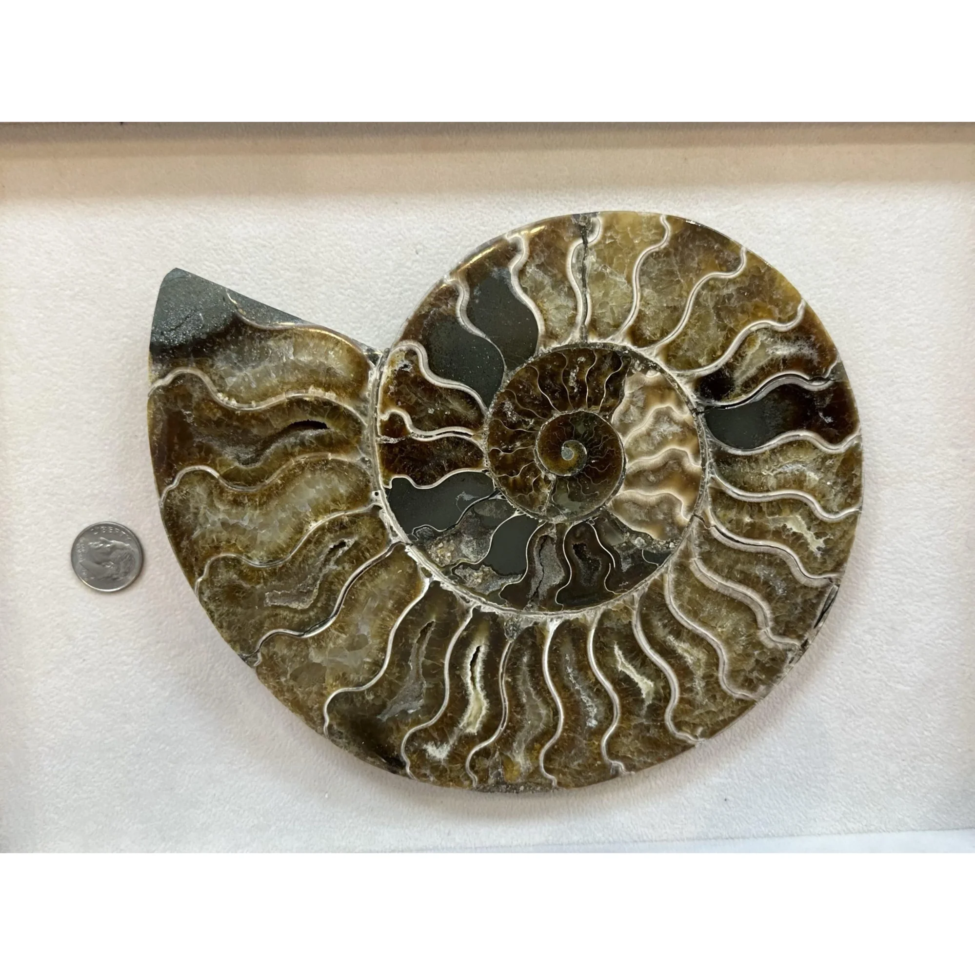 Cleoniceras Cleon Ammonite – 7″ x 6″ Prehistoric Online