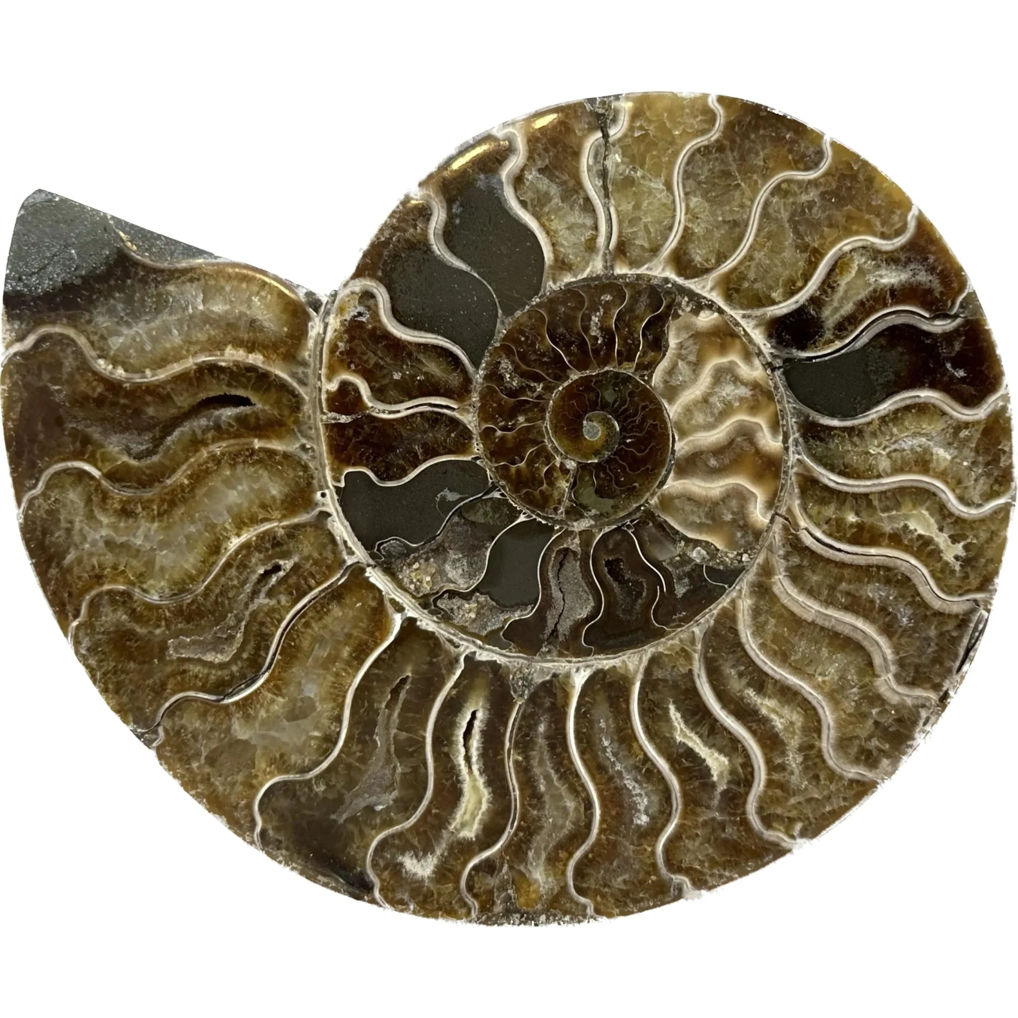 This is a picture of a perfectly cut Cleoniceras Cleon Ammonite.