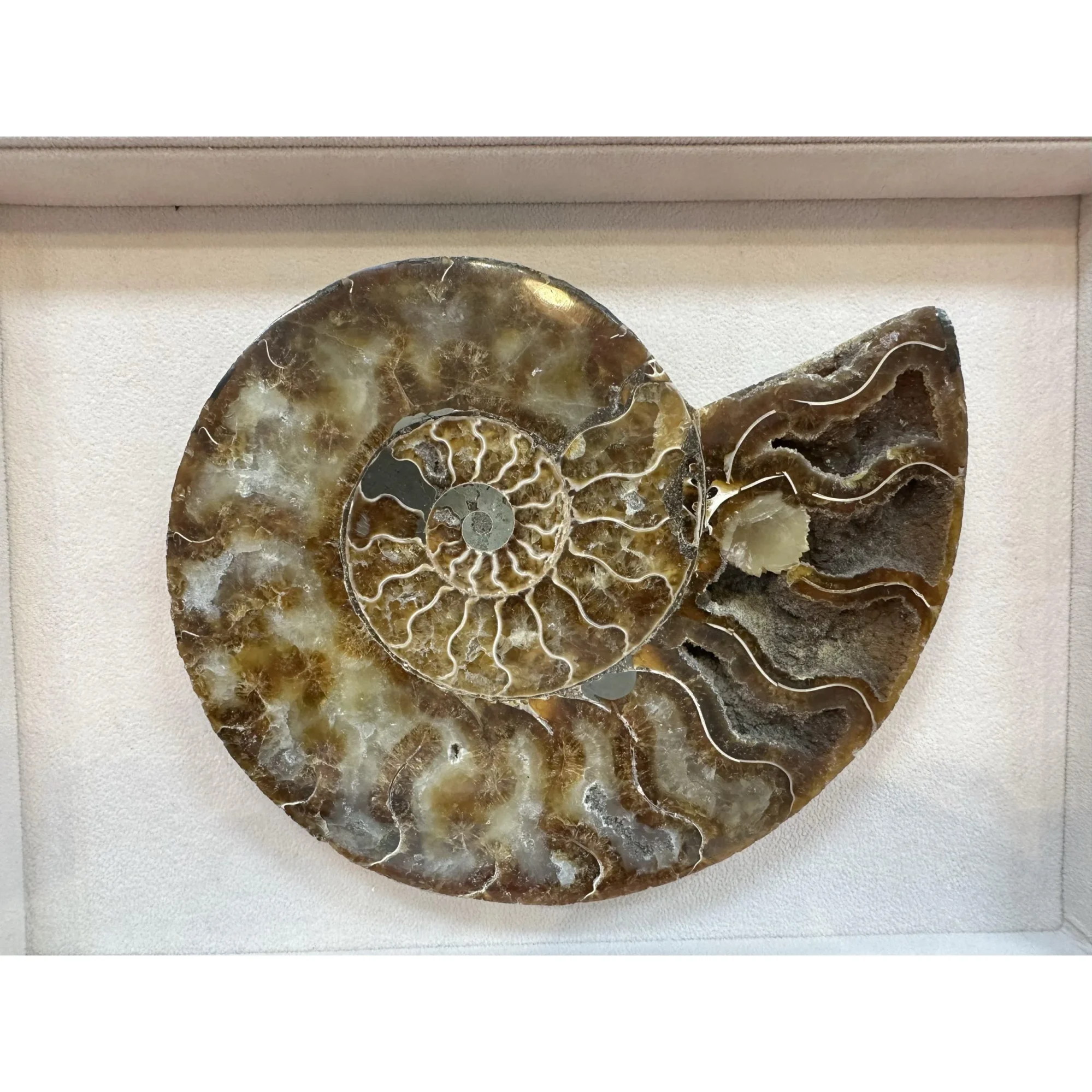 Cleoniceras Cleon Ammonite – 7″ x 6″ Prehistoric Online