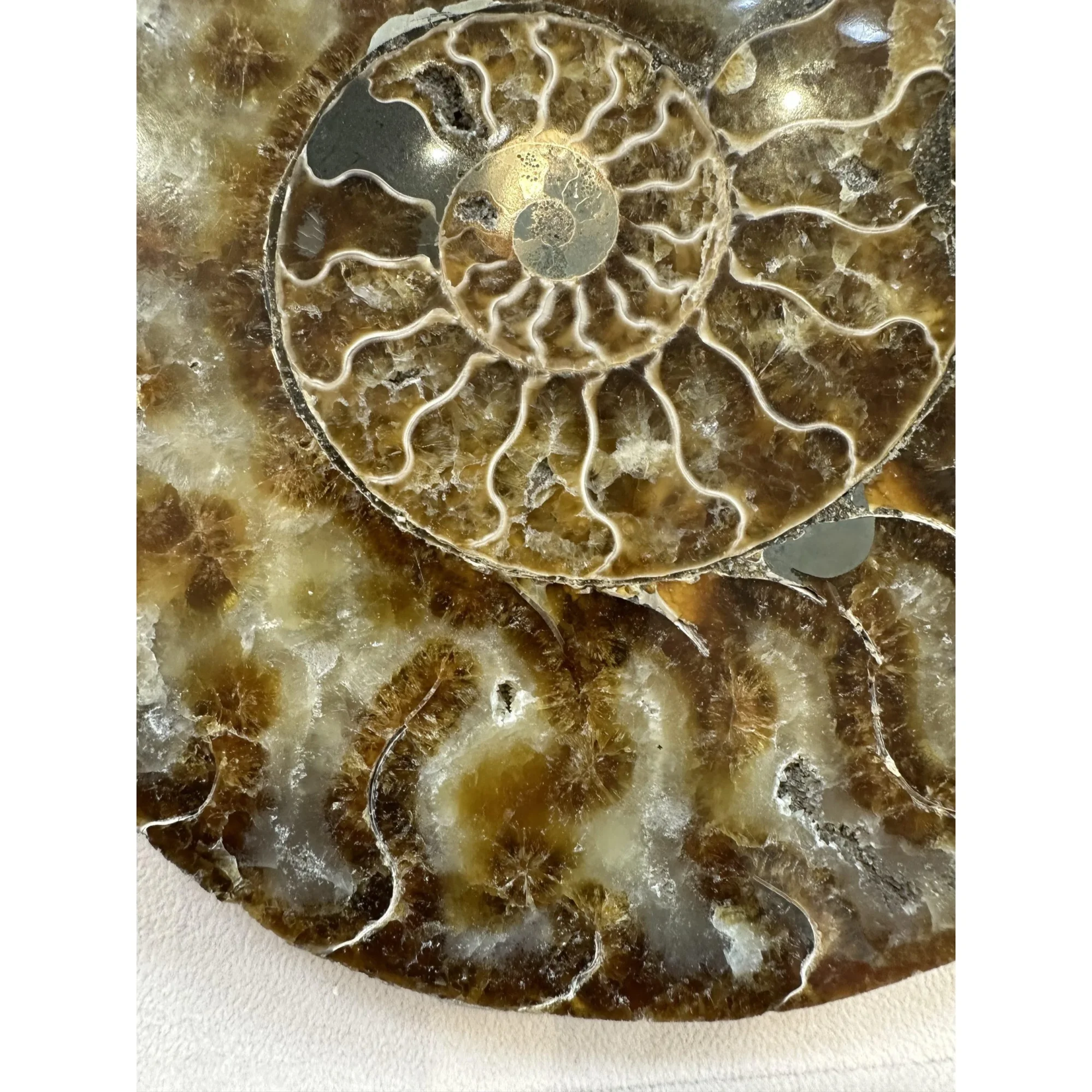 Cleoniceras Cleon Ammonite – 7″ x 6″ Prehistoric Online