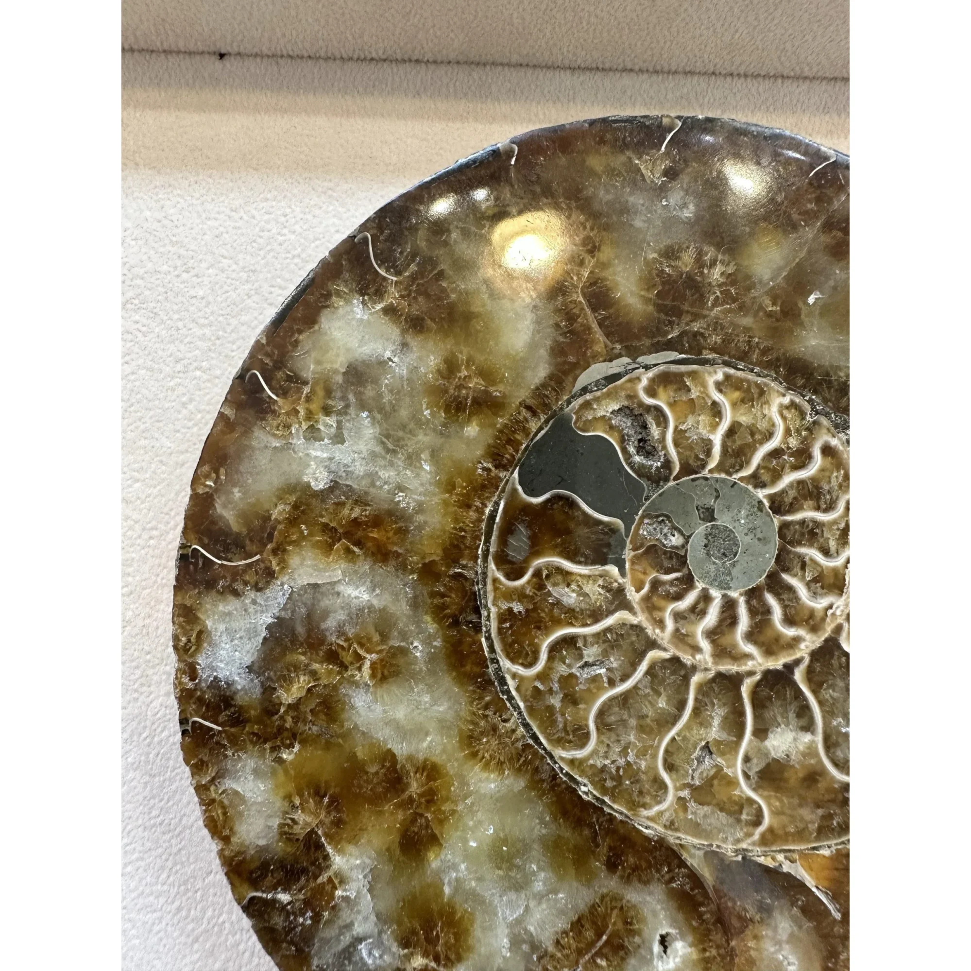 Cleoniceras Cleon Ammonite – 7″ x 6″ Prehistoric Online