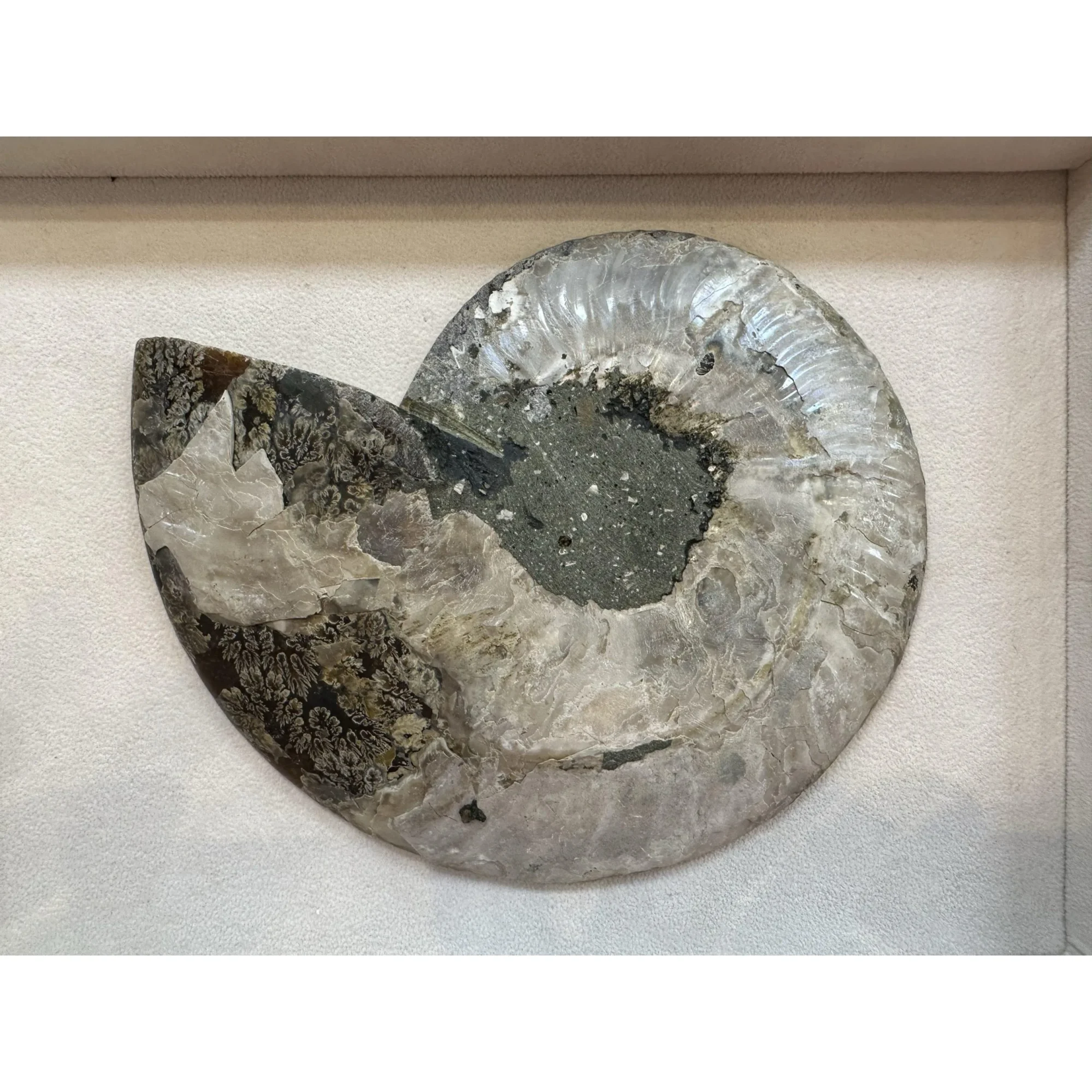 Cleoniceras Cleon Ammonite – 7″ x 6″ Prehistoric Online