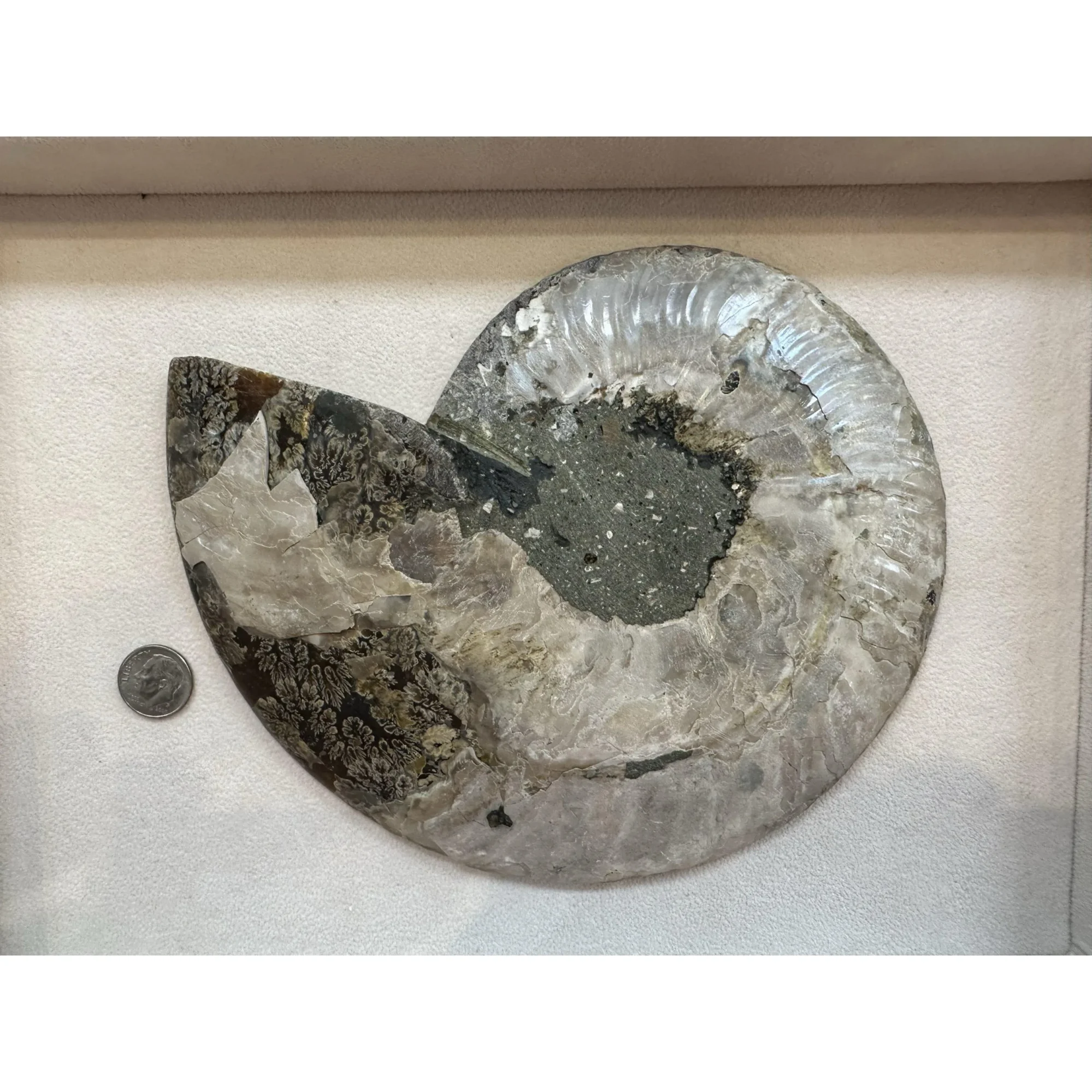 Cleoniceras Cleon Ammonite – 7″ x 6″ Prehistoric Online