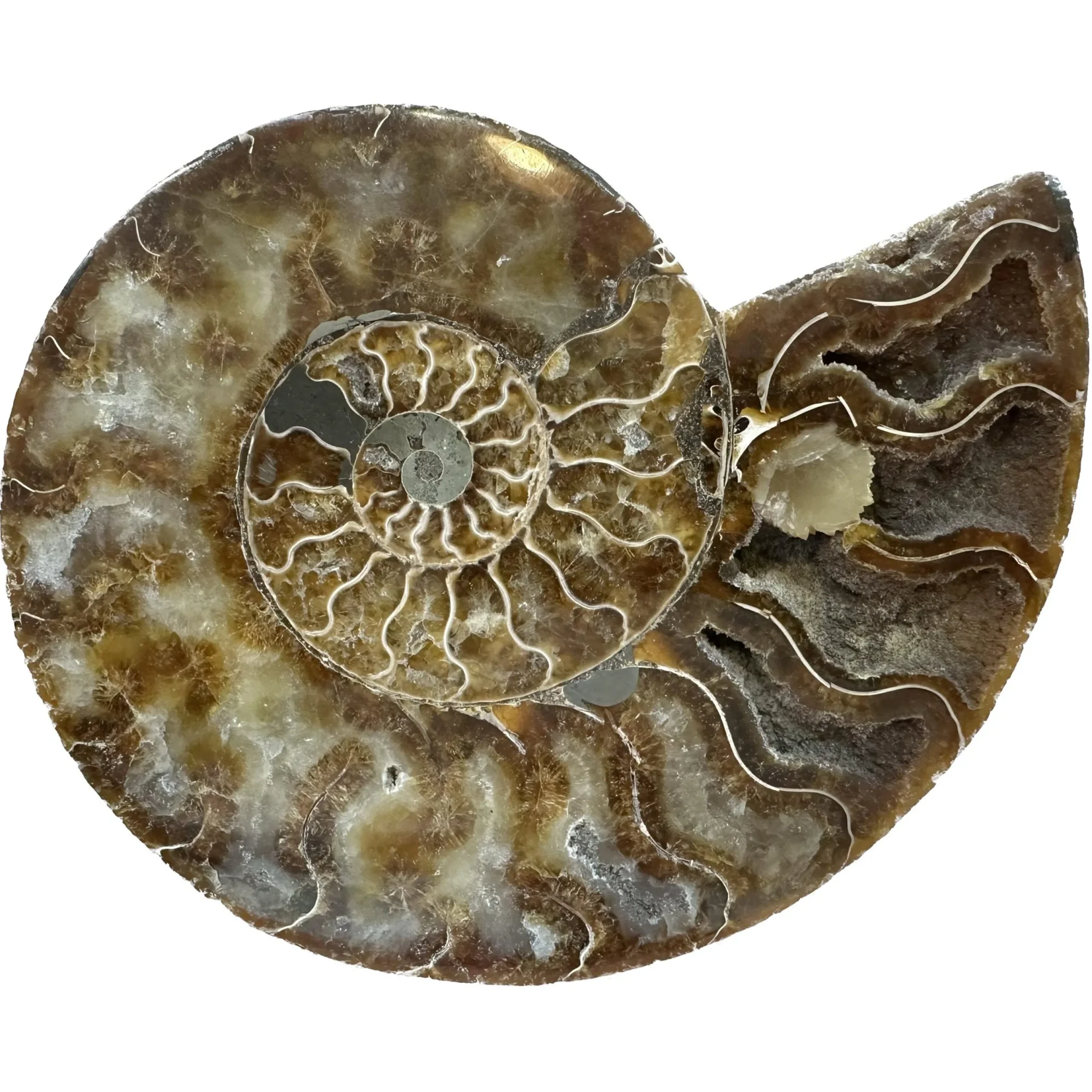 Cleoniceras Cleon Ammonite – 7″ x 6″ Prehistoric Online