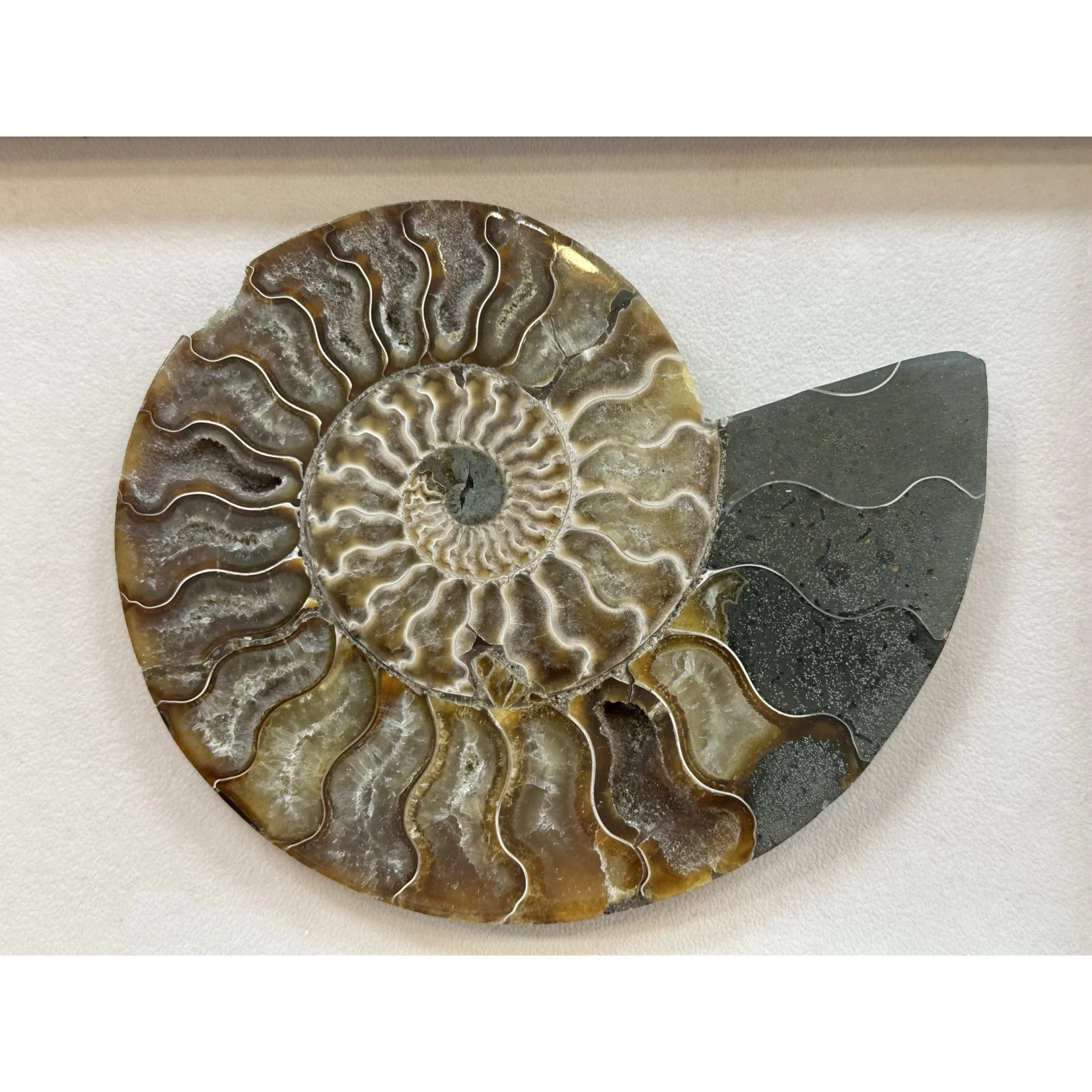 Cleoniceras Cleon Ammonite – 7″ x 6″ Prehistoric Online