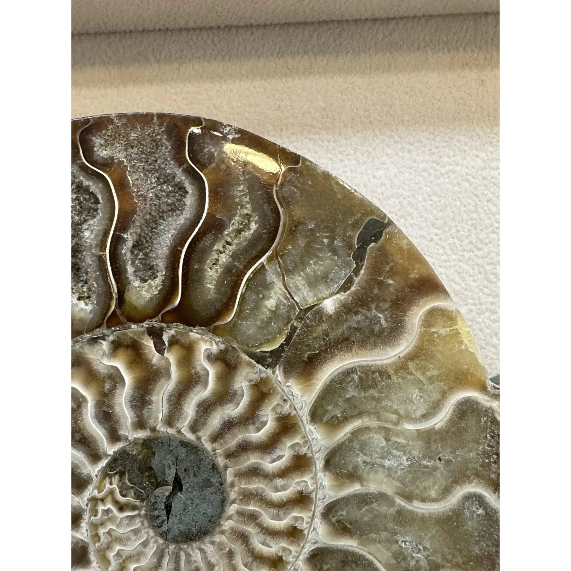 Cleoniceras Cleon Ammonite – 7″ x 6″ Prehistoric Online