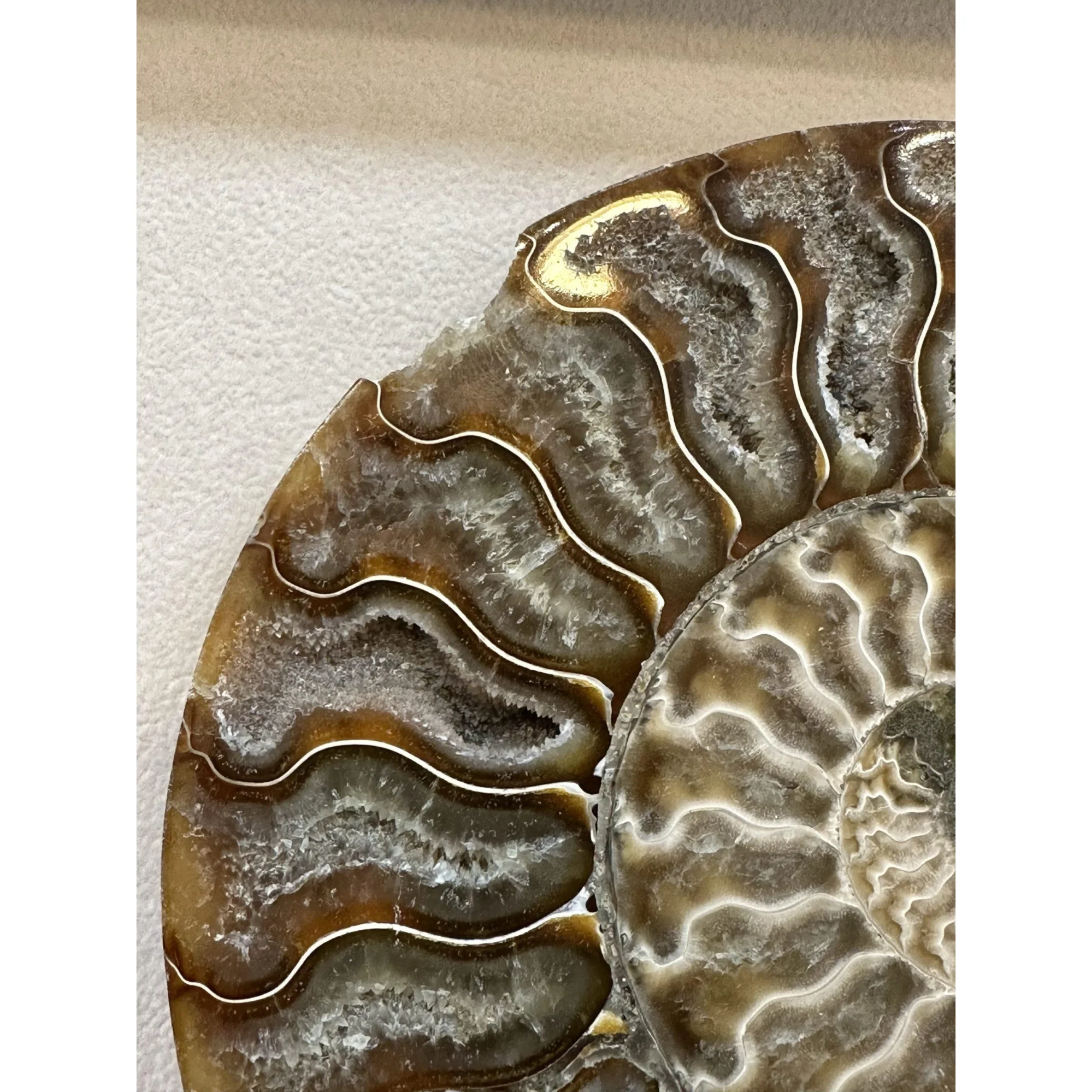 Cleoniceras Cleon Ammonite – 7″ x 6″ Prehistoric Online