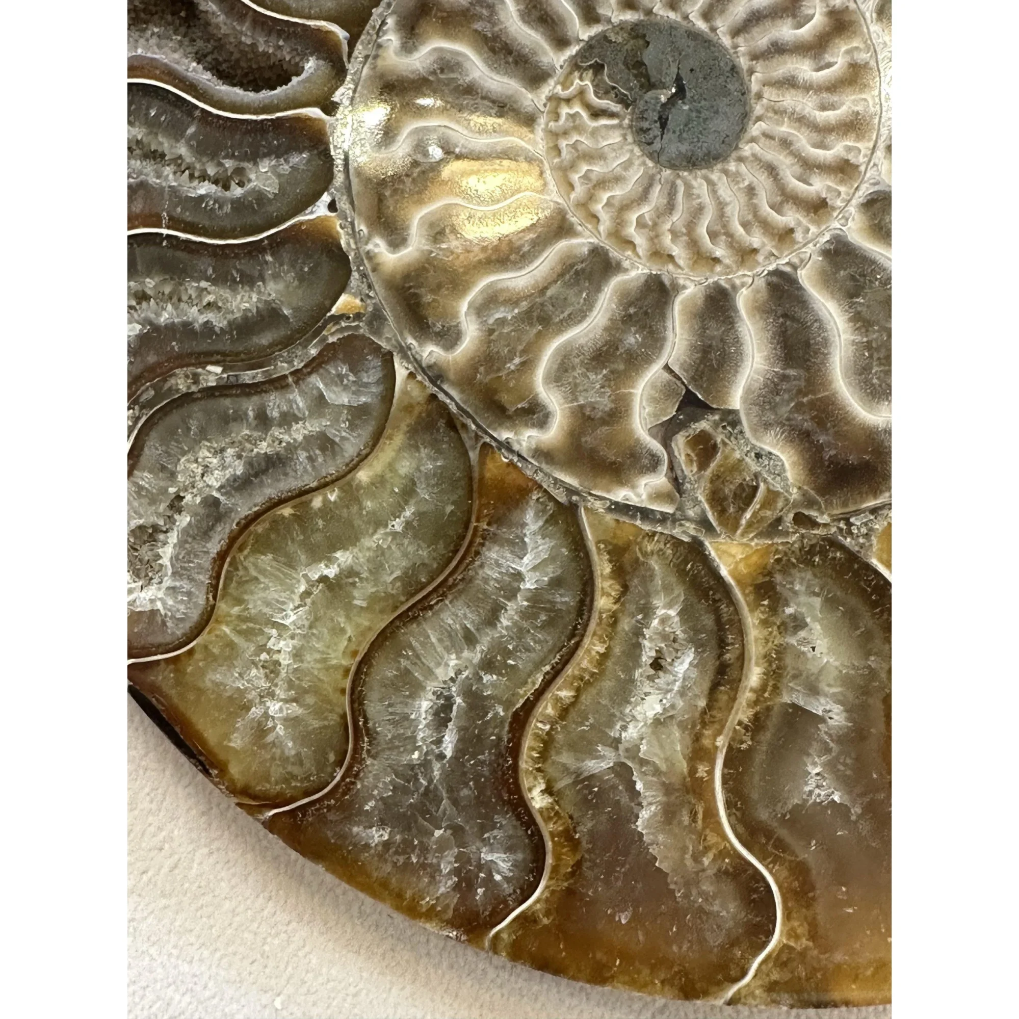 Cleoniceras Cleon Ammonite – 7″ x 6″ Prehistoric Online