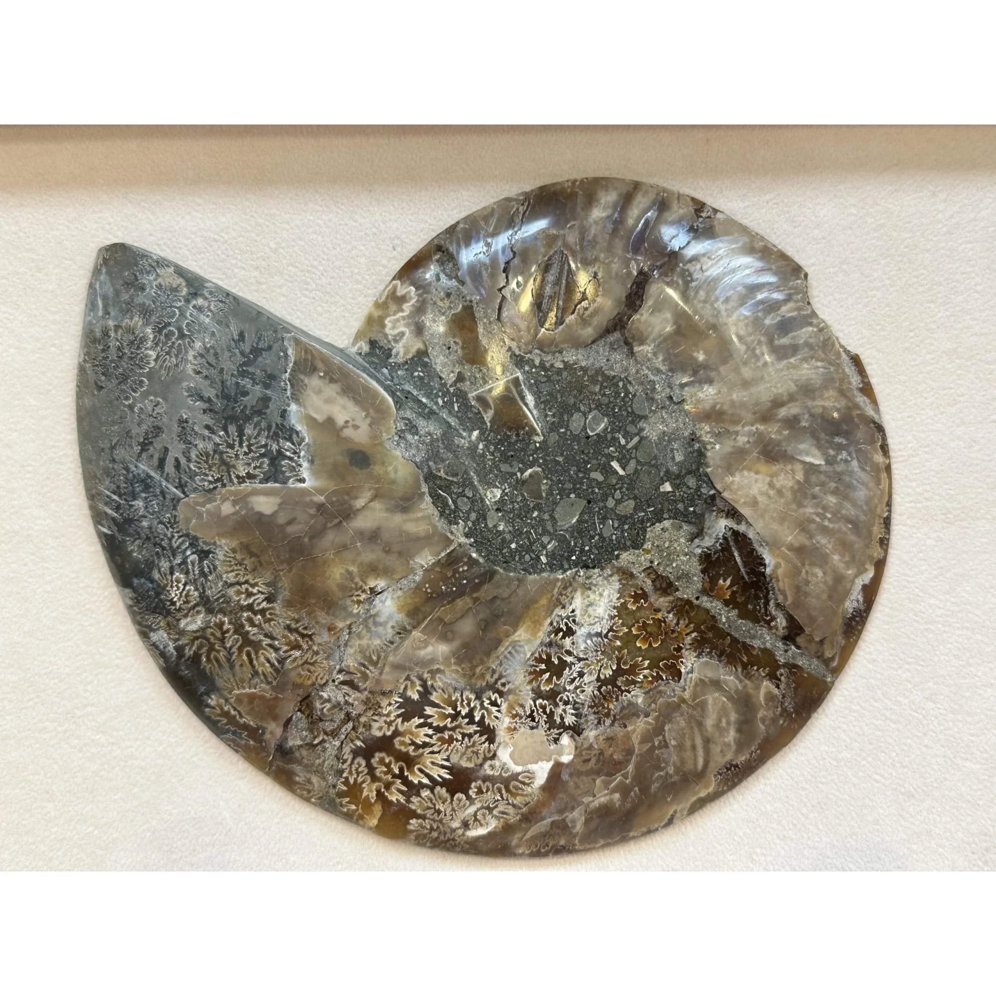 Cleoniceras Cleon Ammonite – 7″ x 6″ Prehistoric Online