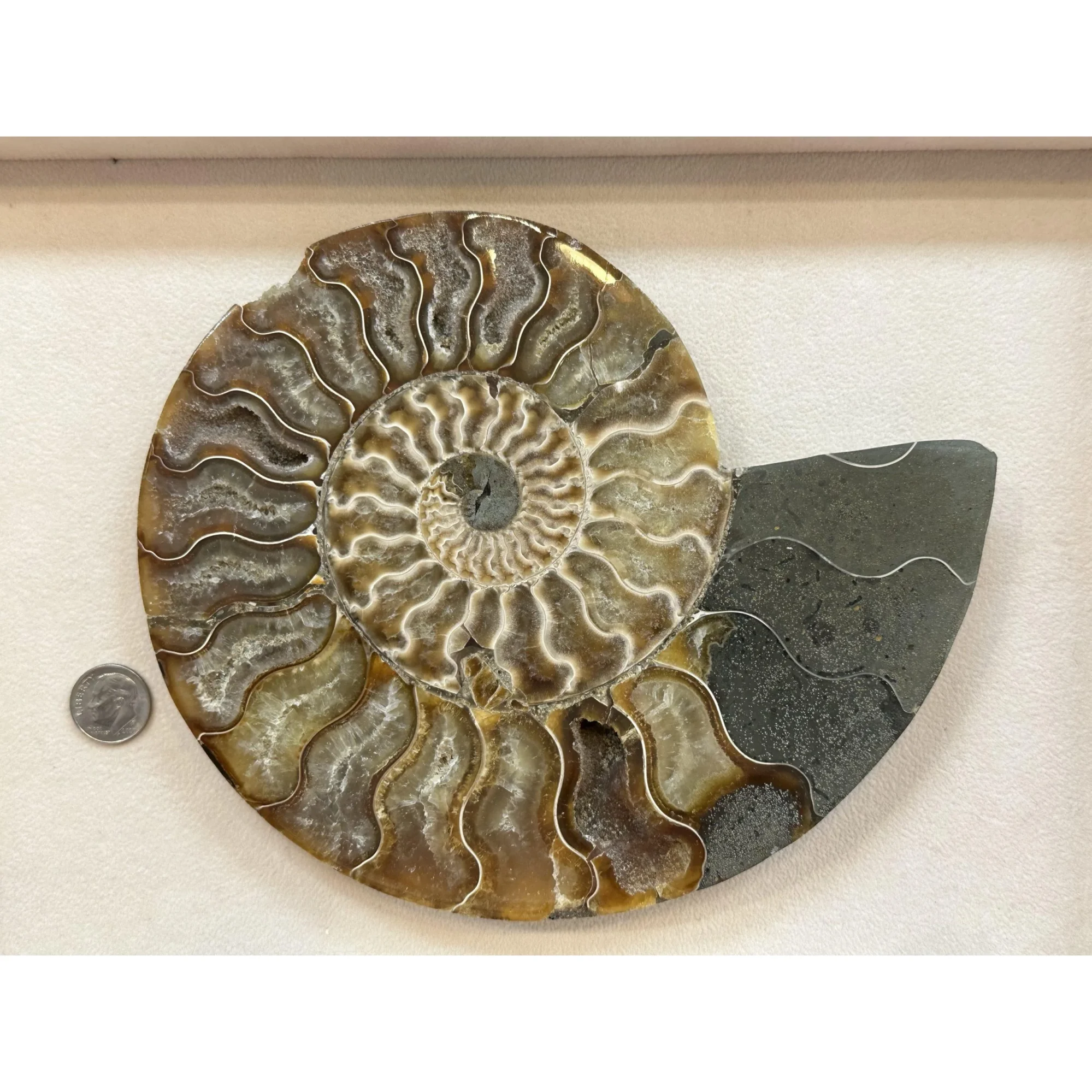 Cleoniceras Cleon Ammonite – 7″ x 6″ Prehistoric Online