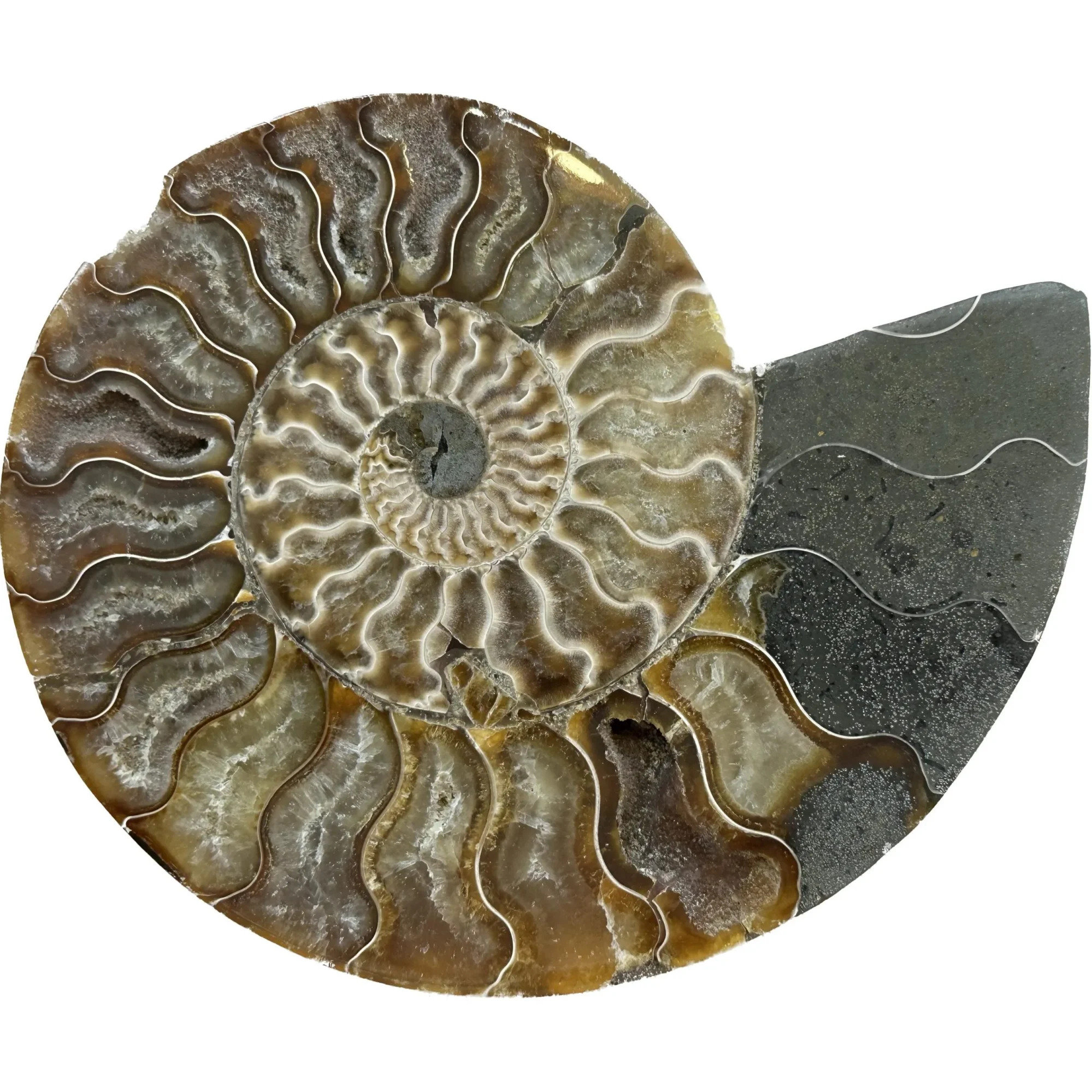 This is a picture of a Cleoniceras Ammonite cut in half, showing how perfectly the insides of the ammonite were fossilized.