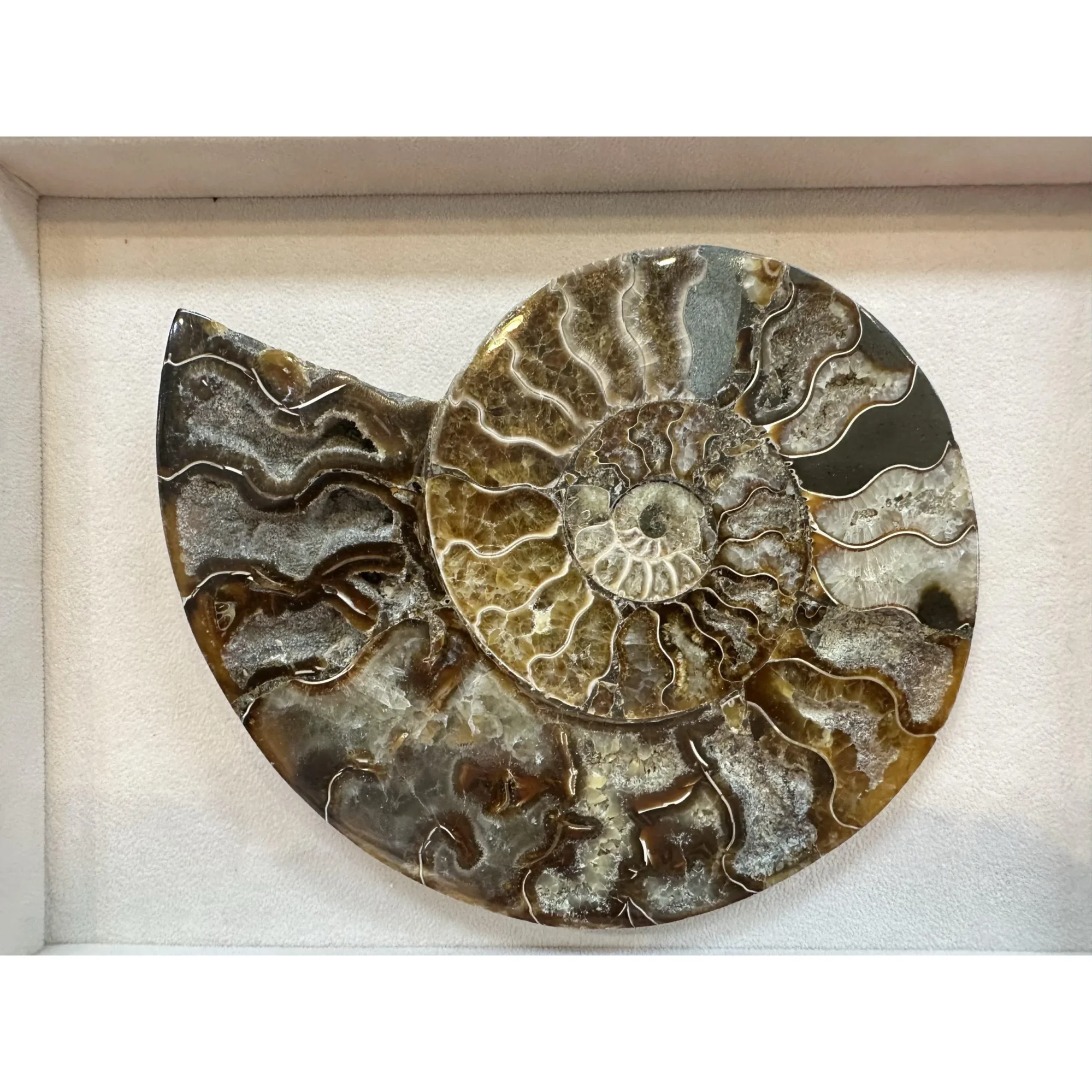 Cleoniceras Cleon Ammonite – 7″ x 6″ Prehistoric Online