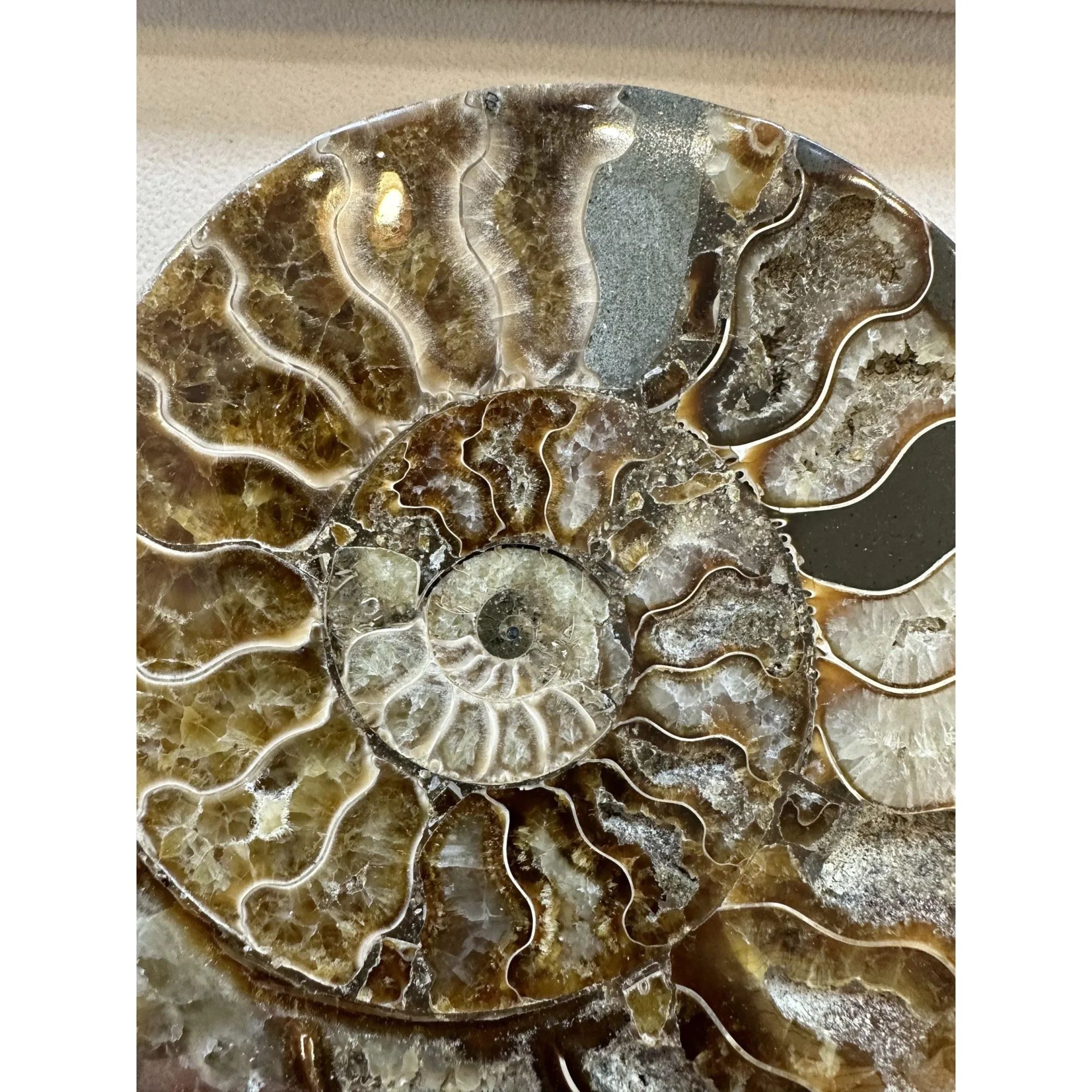 Cleoniceras Cleon Ammonite – 7″ x 6″ Prehistoric Online