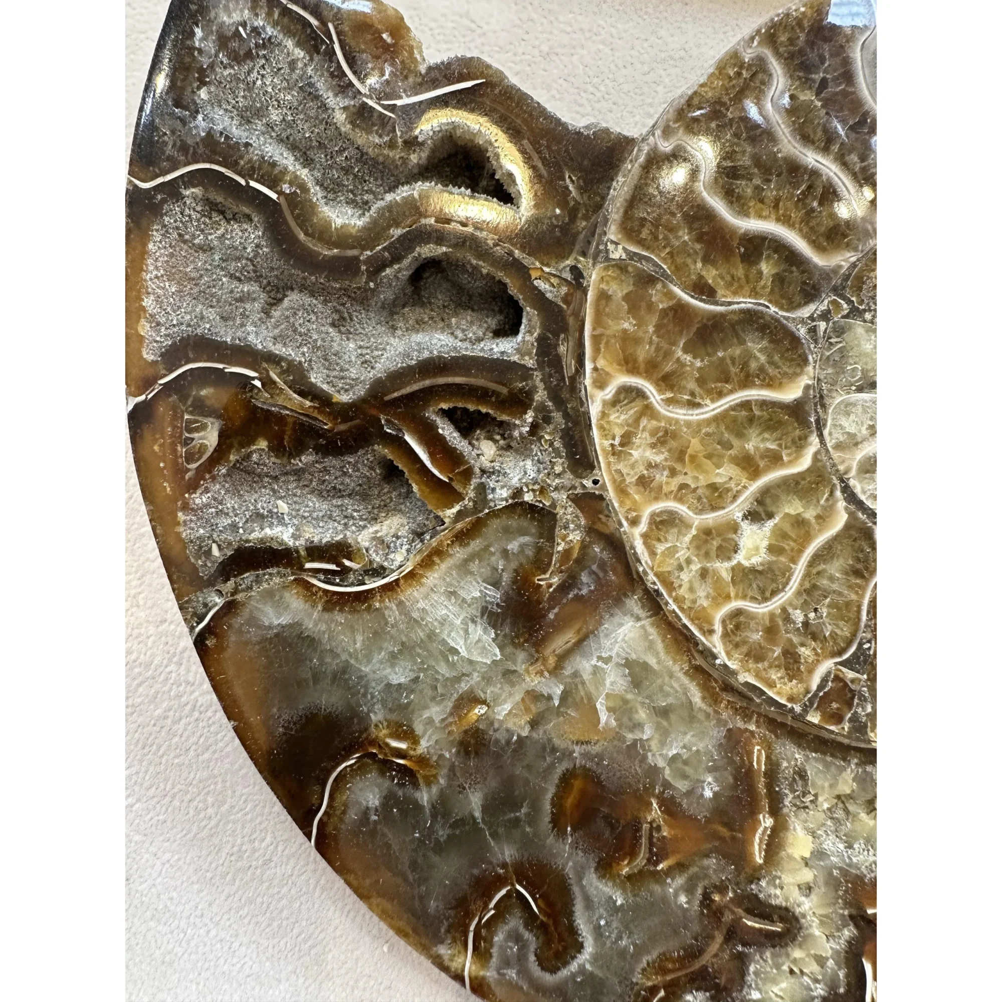 Cleoniceras Cleon Ammonite – 7″ x 6″ Prehistoric Online